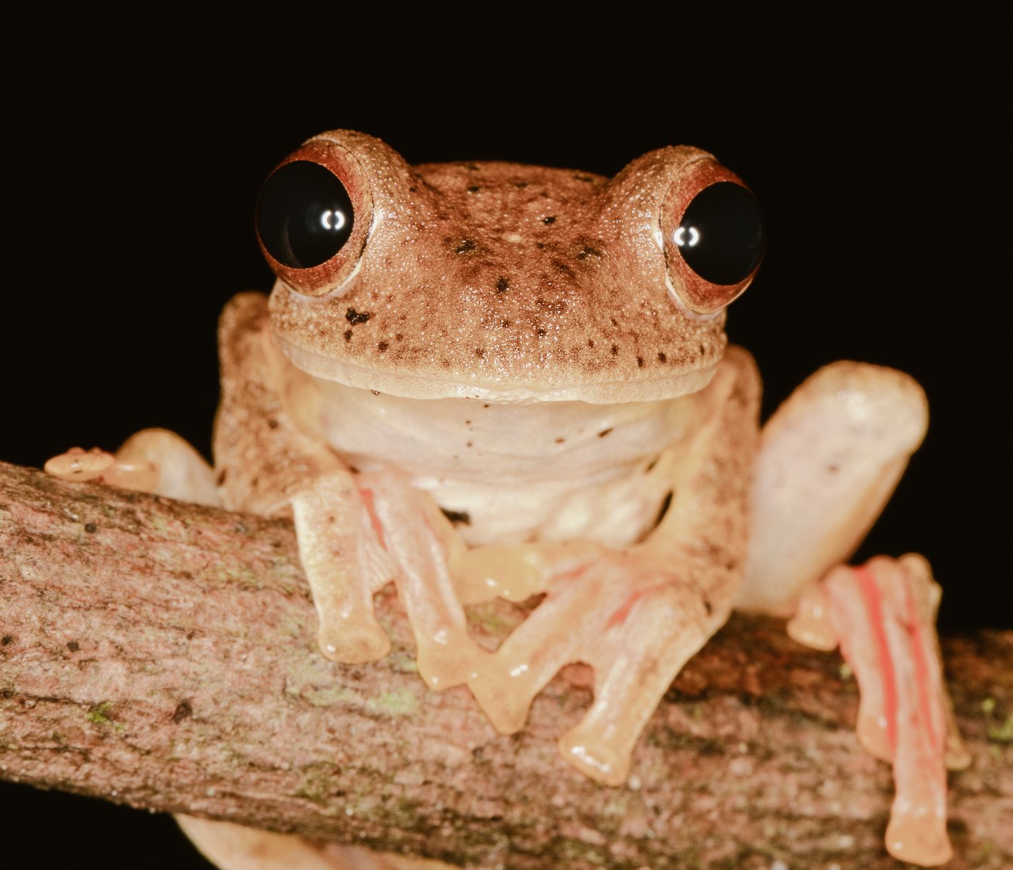 Nachts im Urwald unterwegs