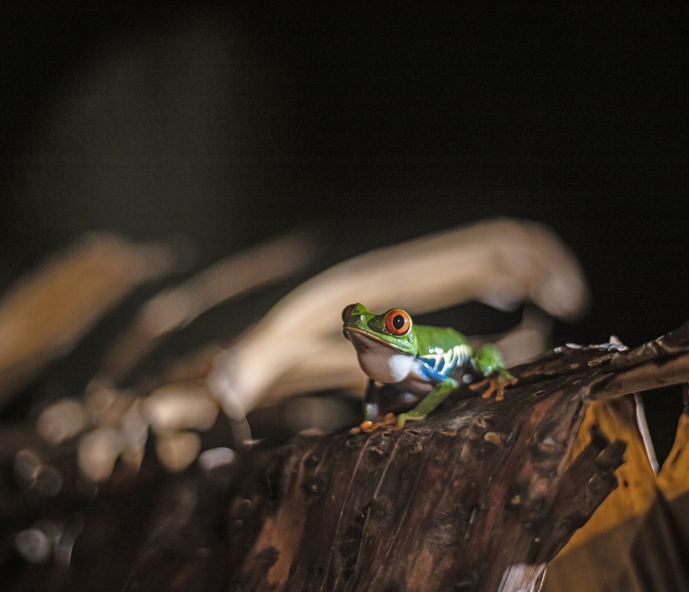 Tierwelt im Nationalpark Tortuguero.