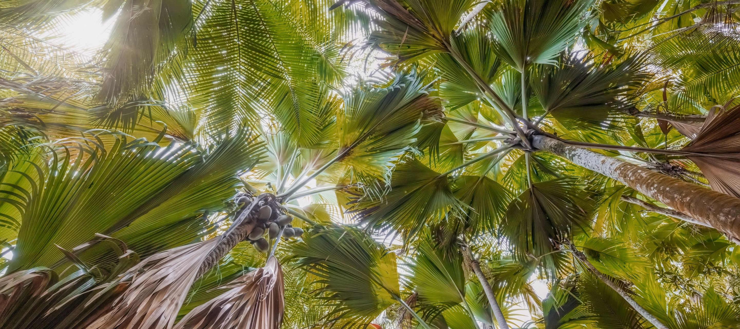 Blick Richtung Palmendach im Vallée de Mai auf Praslin
