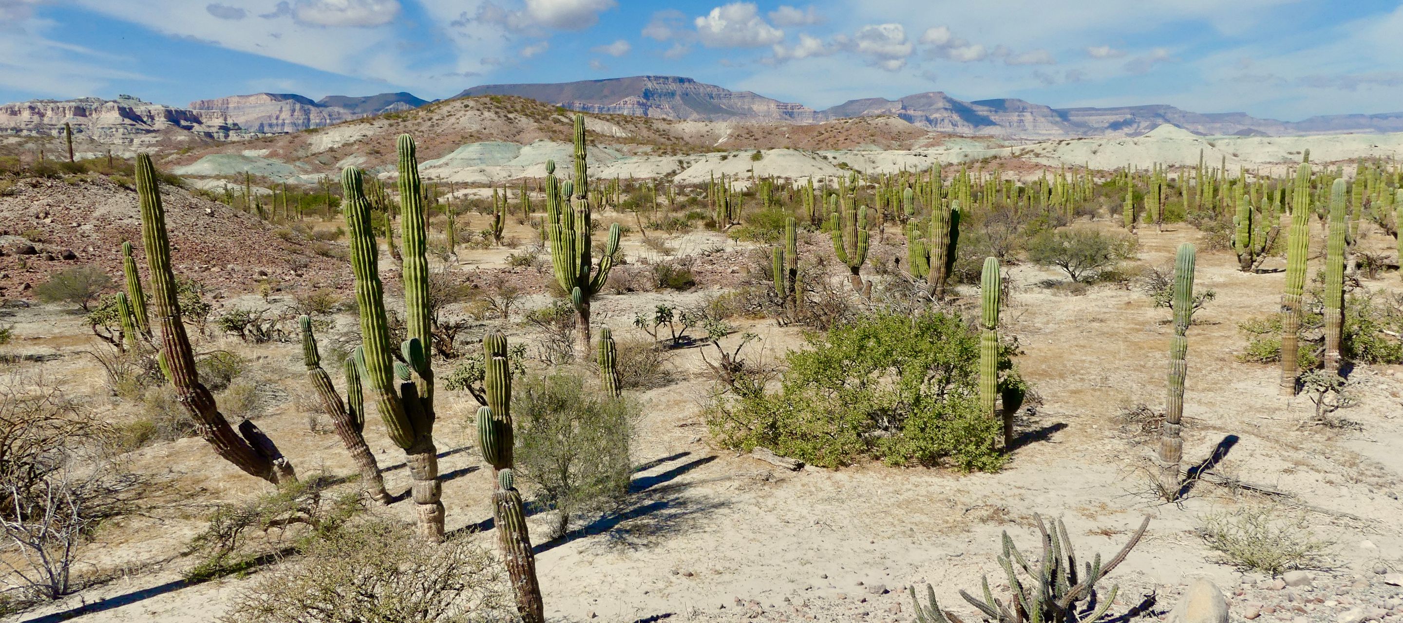 Montagnes colorées et cactus, cap vers un décor de far-west !