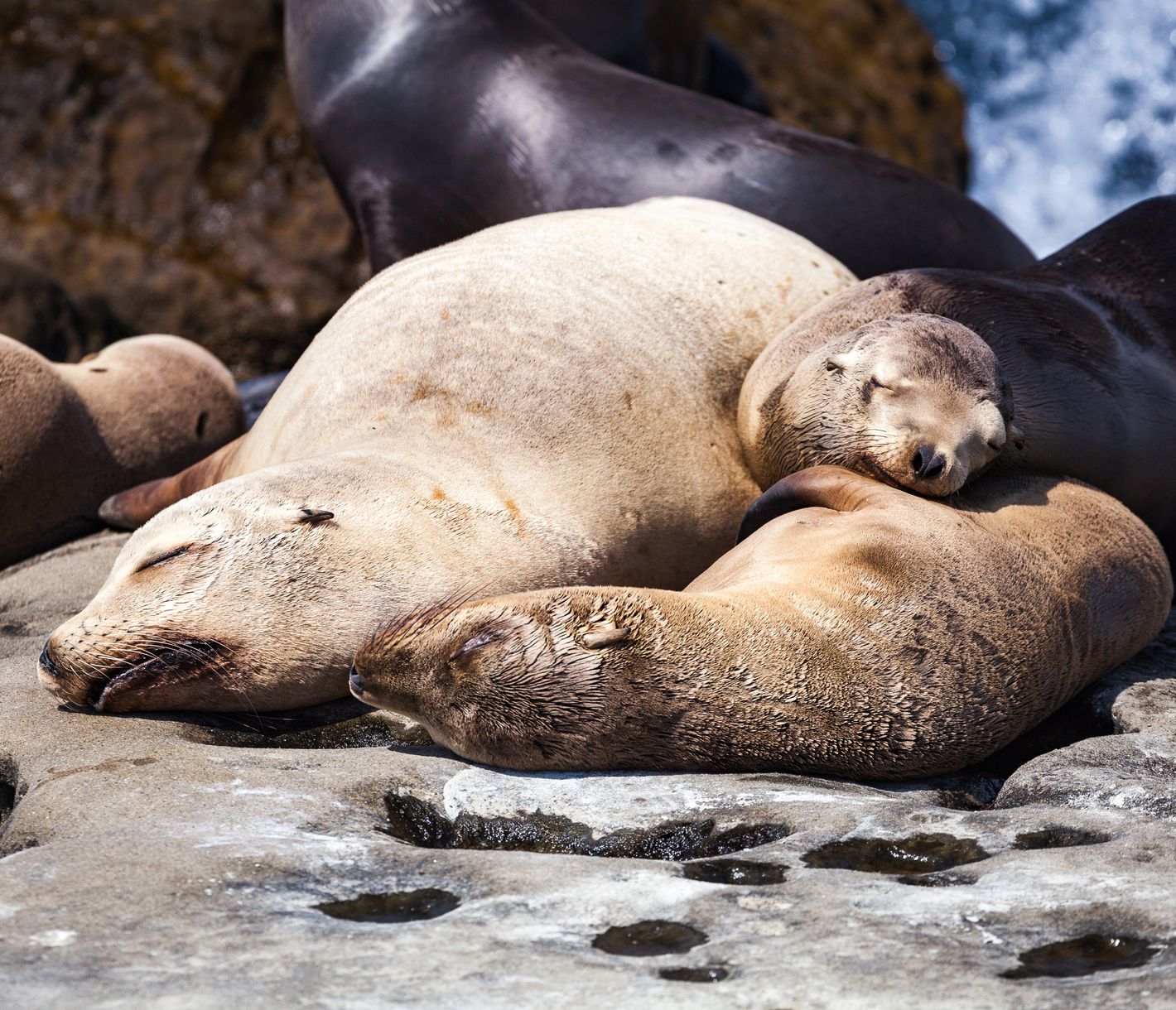 Das hübsche Örtchen La Jolla befindet sich 20 km nördlich von San Diego.
