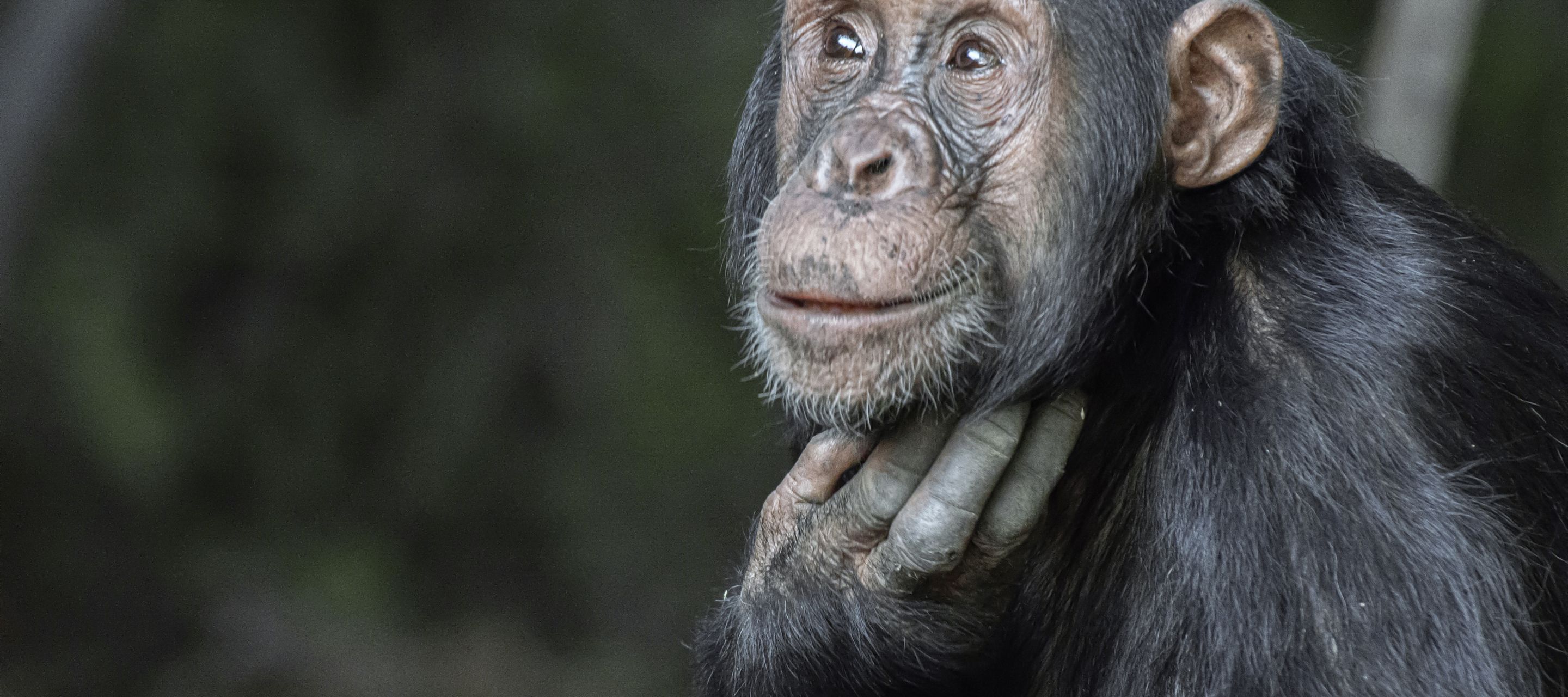 Begegnung mit den Schimpansen im Mahale-Mountains-Nationalpark