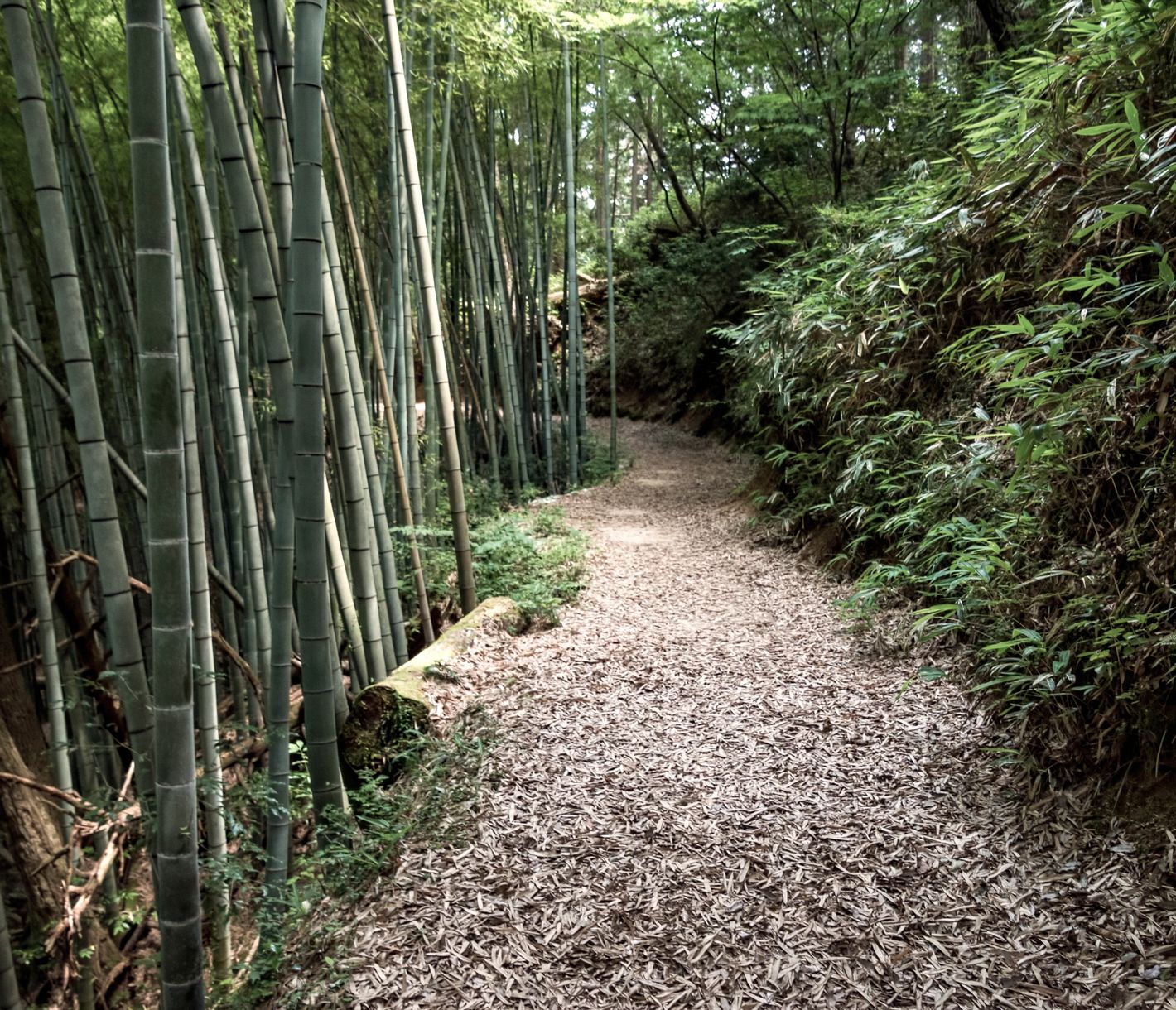 Der Pfad der Samurai