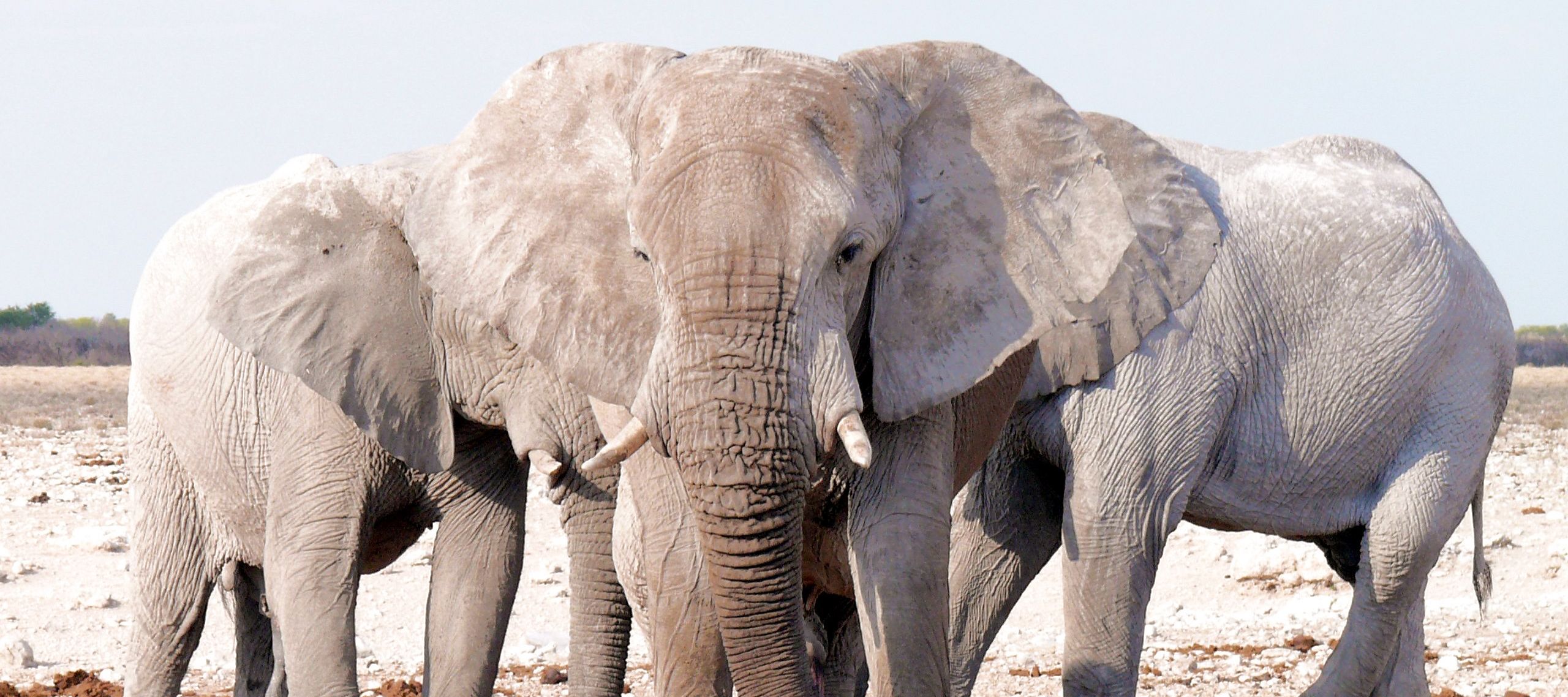 Elefantenfamilie auf der Suche nach Wasser in der Etosha-Pfanne