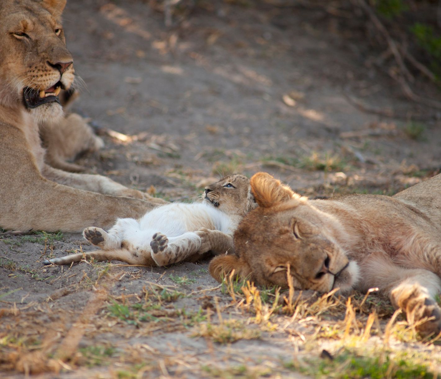 Après avoir mangé, tu dois te reposer ou faire 1000 pas