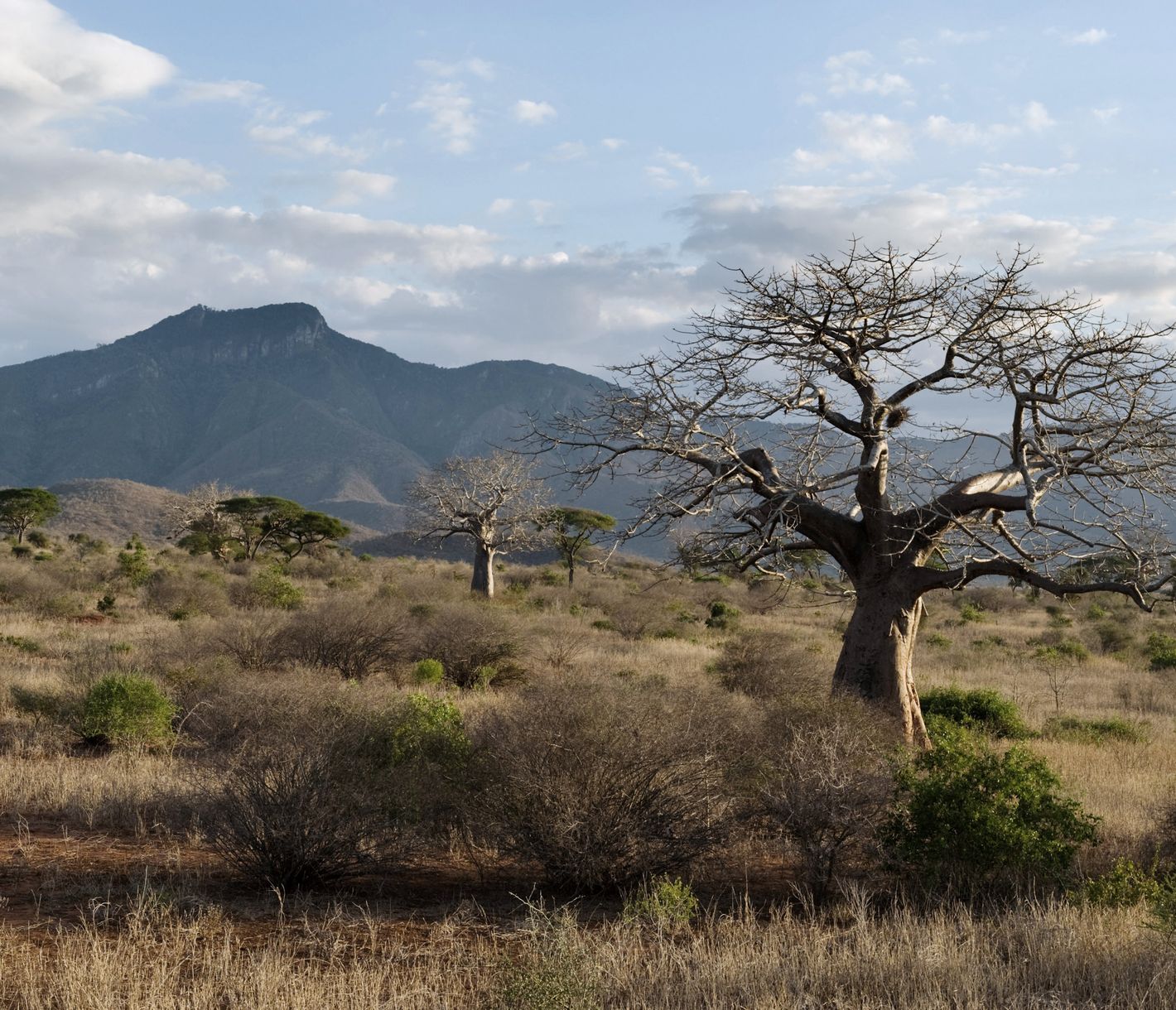 Landschaft des Mkomazi-Nationalparks mit dem Pare-Gebirge im Hintergrund