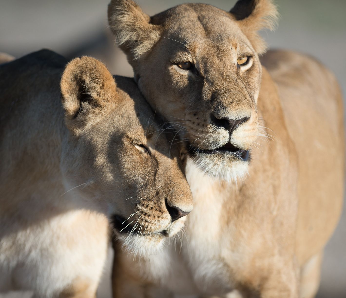 Zwei Löwenweibchen im Chobe-Nationalpark