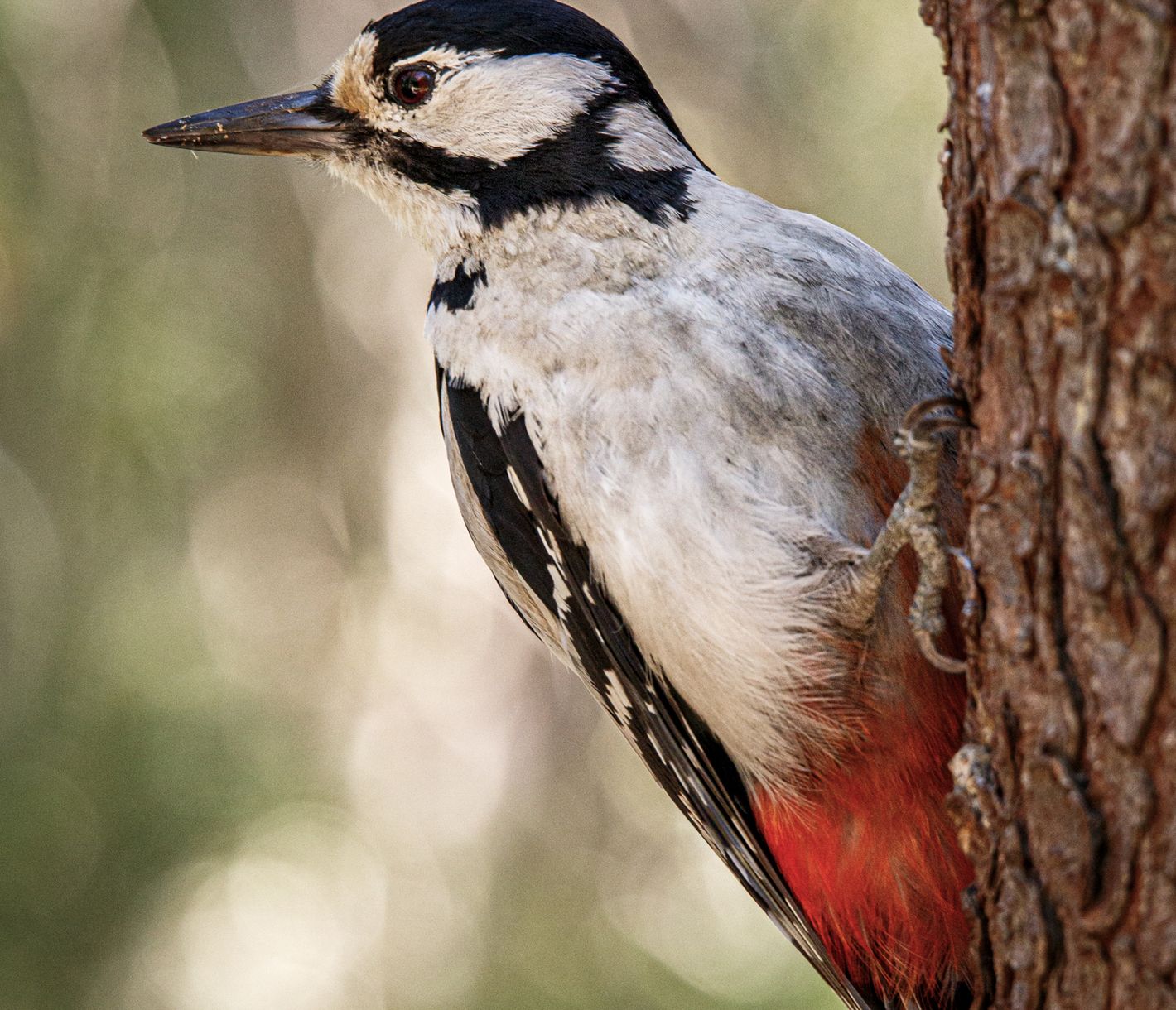 Wer macht hier Krach?