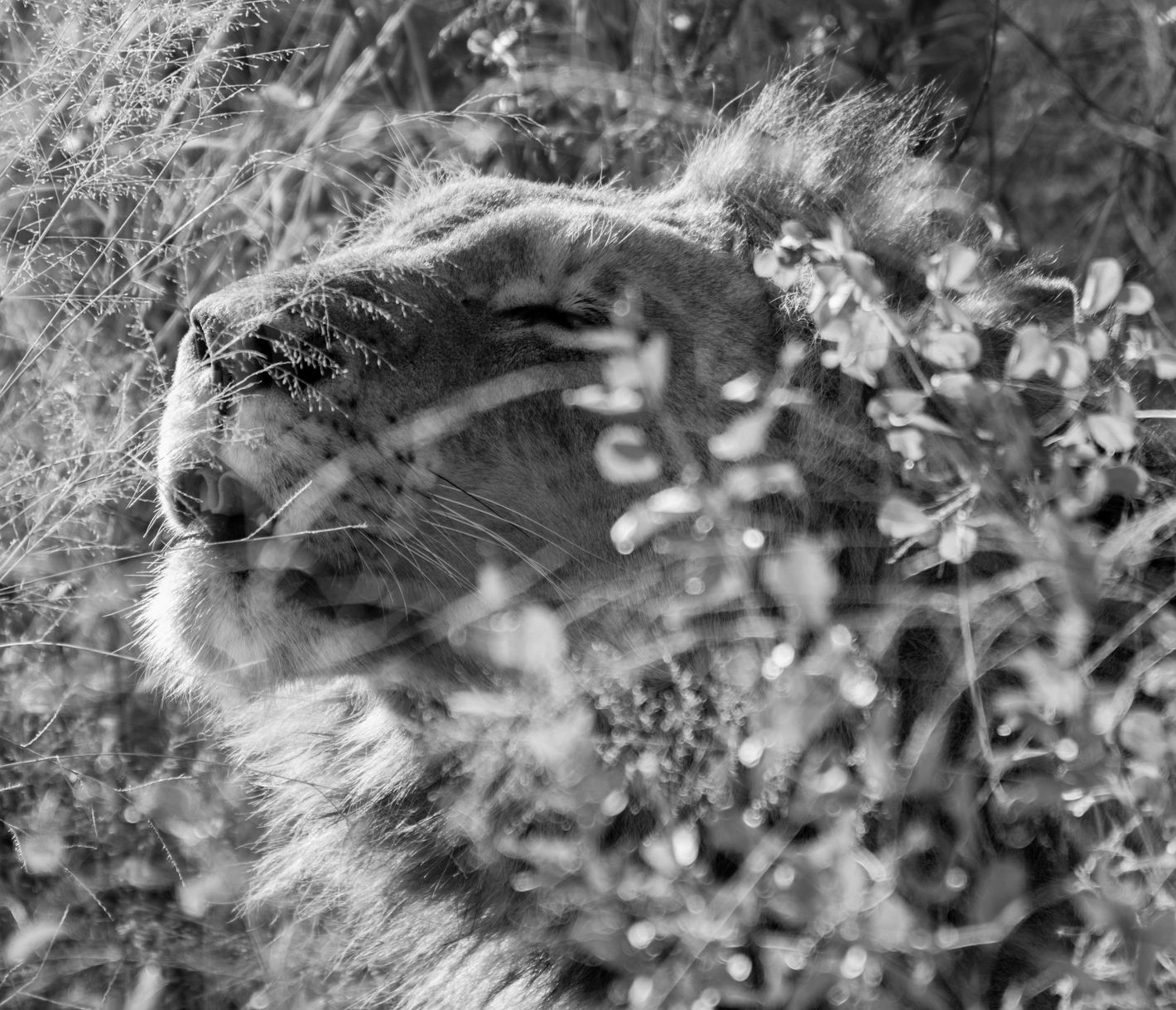 Nahaufnahme eines Löwen im Dickicht