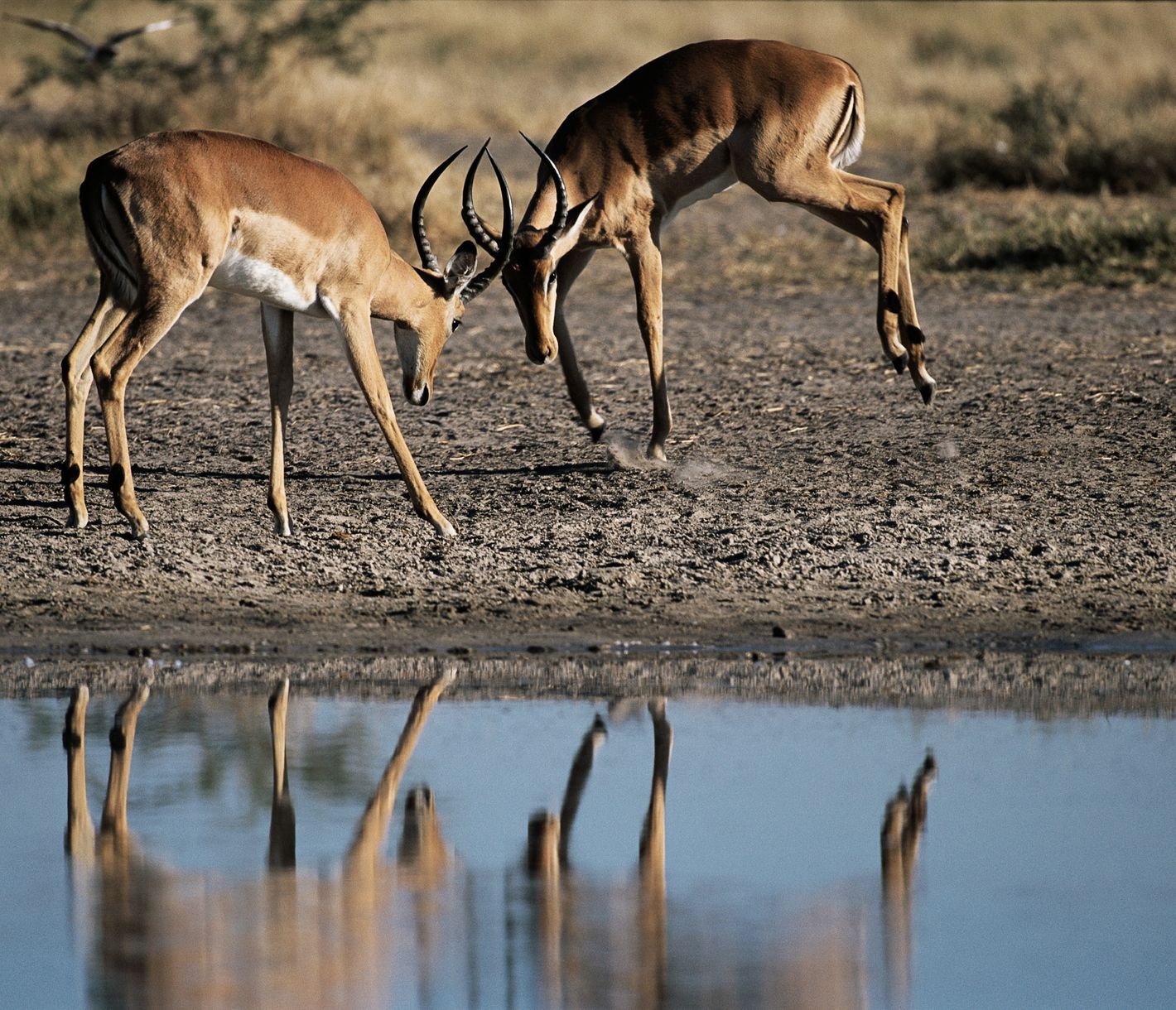 Deux impala en plein combat !
