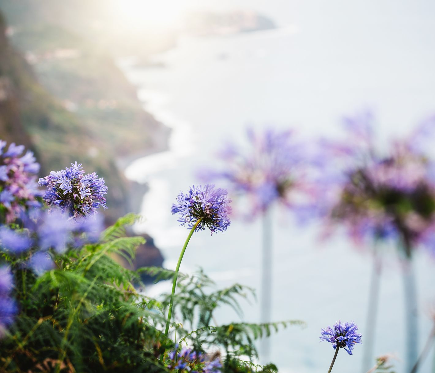 Afrikanische Liebesblumen auf Madeira
