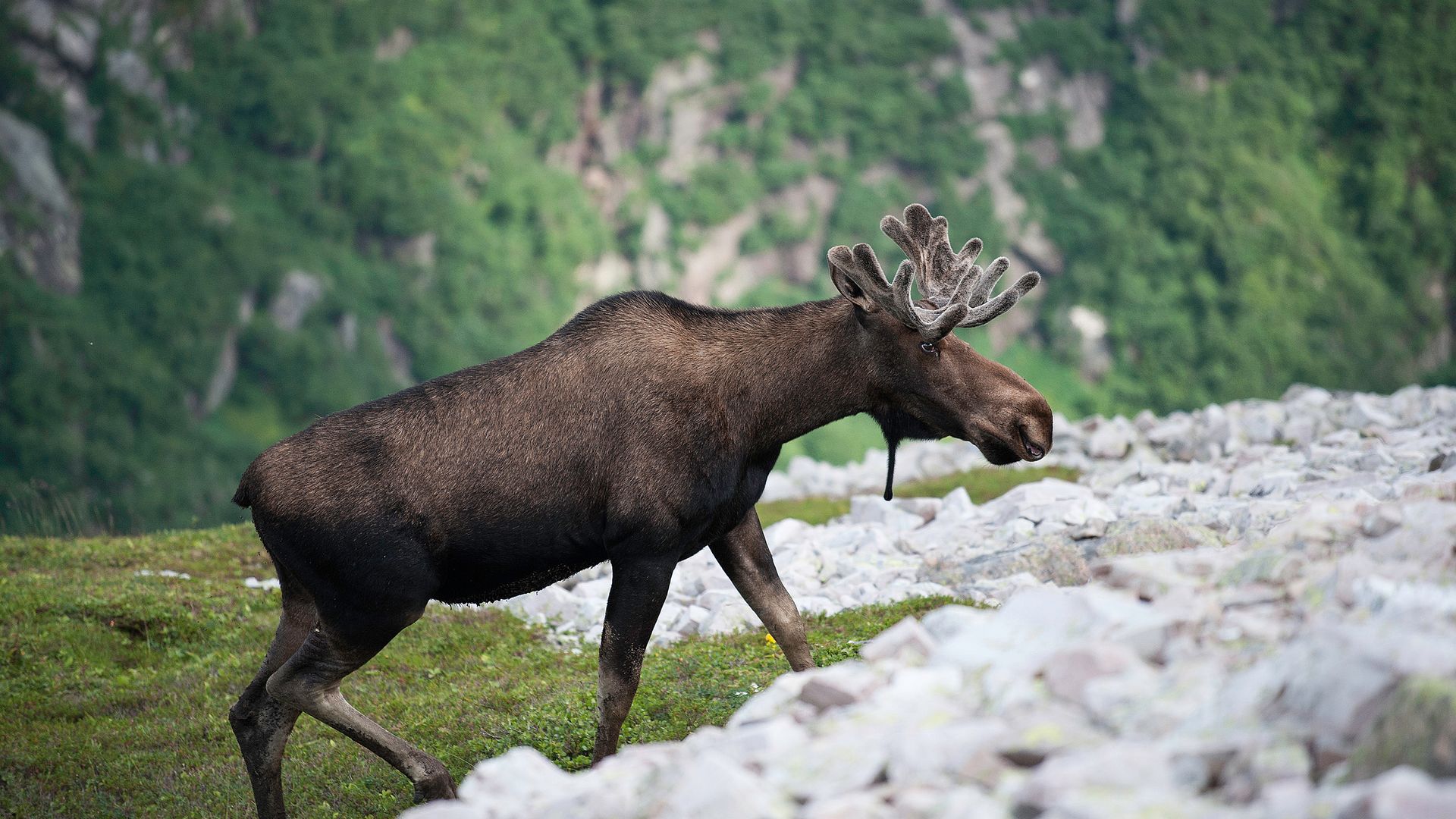 Grosse Chancen für Elch-Begegnungen