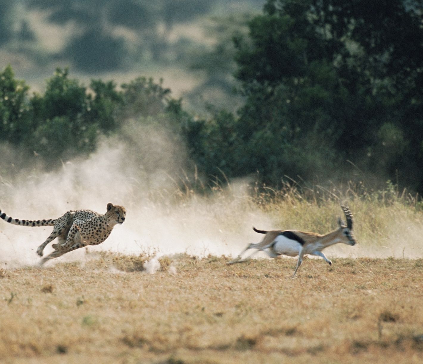 Gepard jagt eine Thomson-Gazelle in der Masai Mara.