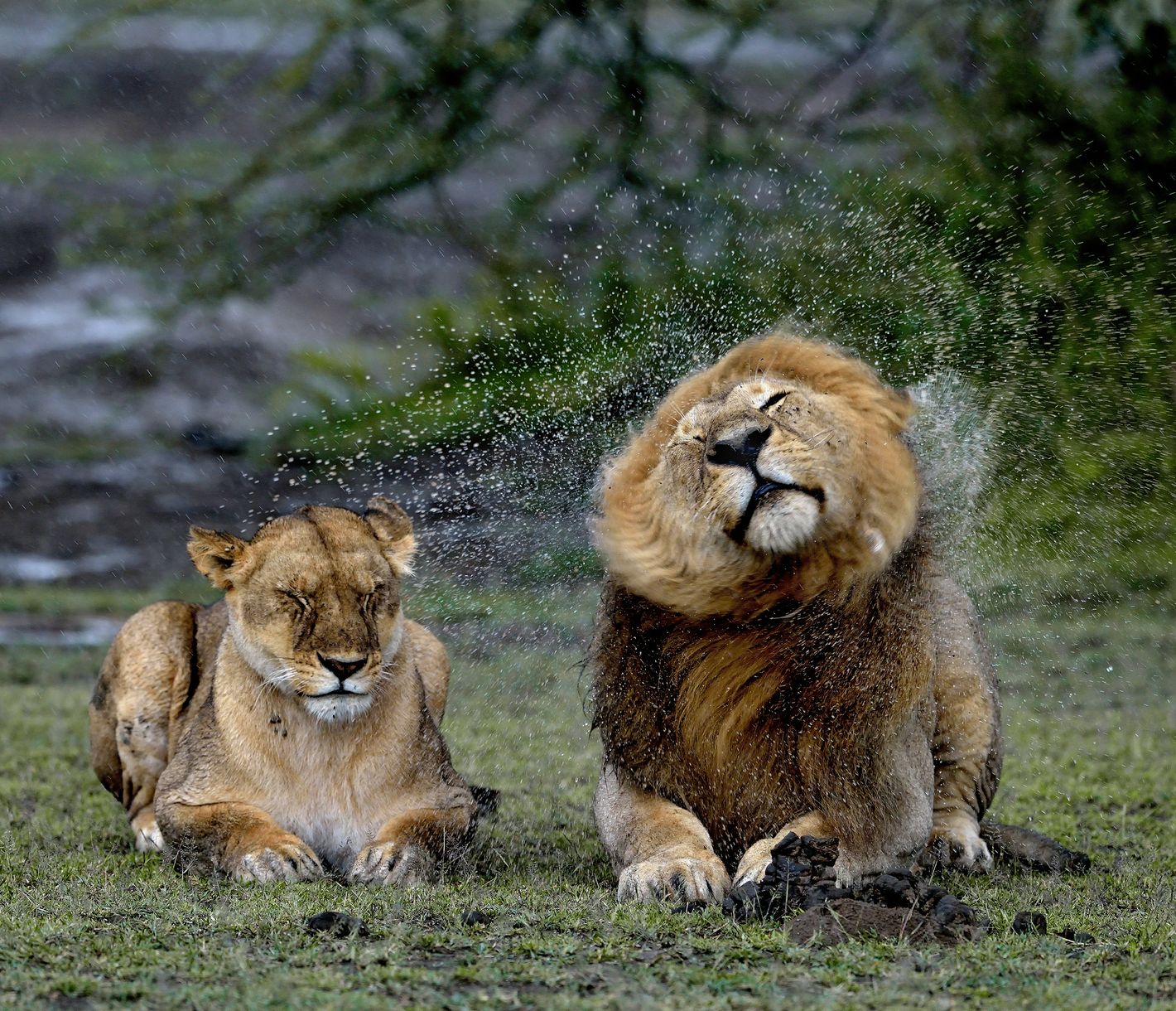 Löwen im Regen im Ngorongoro-Schutzgebiet