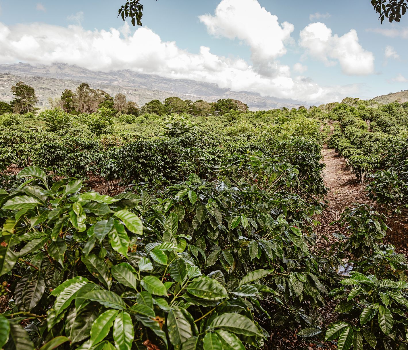 Zu Besuch auf einer Kaffeeplantage