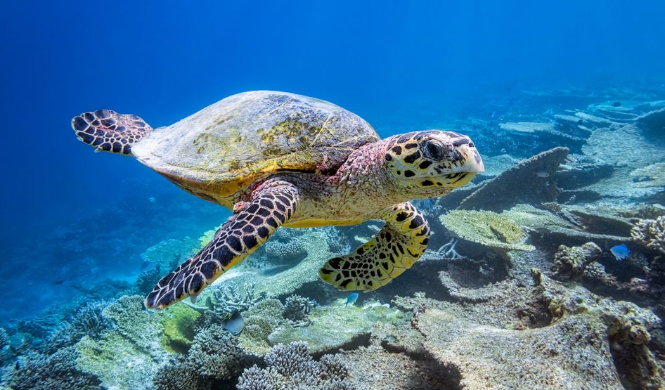 Die Lagune von Addu Atoll bietet ruhiges Wasser und eine vielfältige Unterwasserwelt, ideal zum Schnorcheln und für Wassersportaktivitäten.