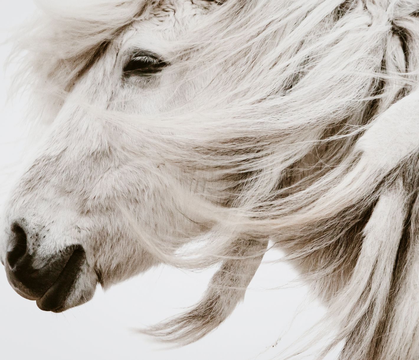 Saudarkrókur - die Hauptstadt der Islandpferde