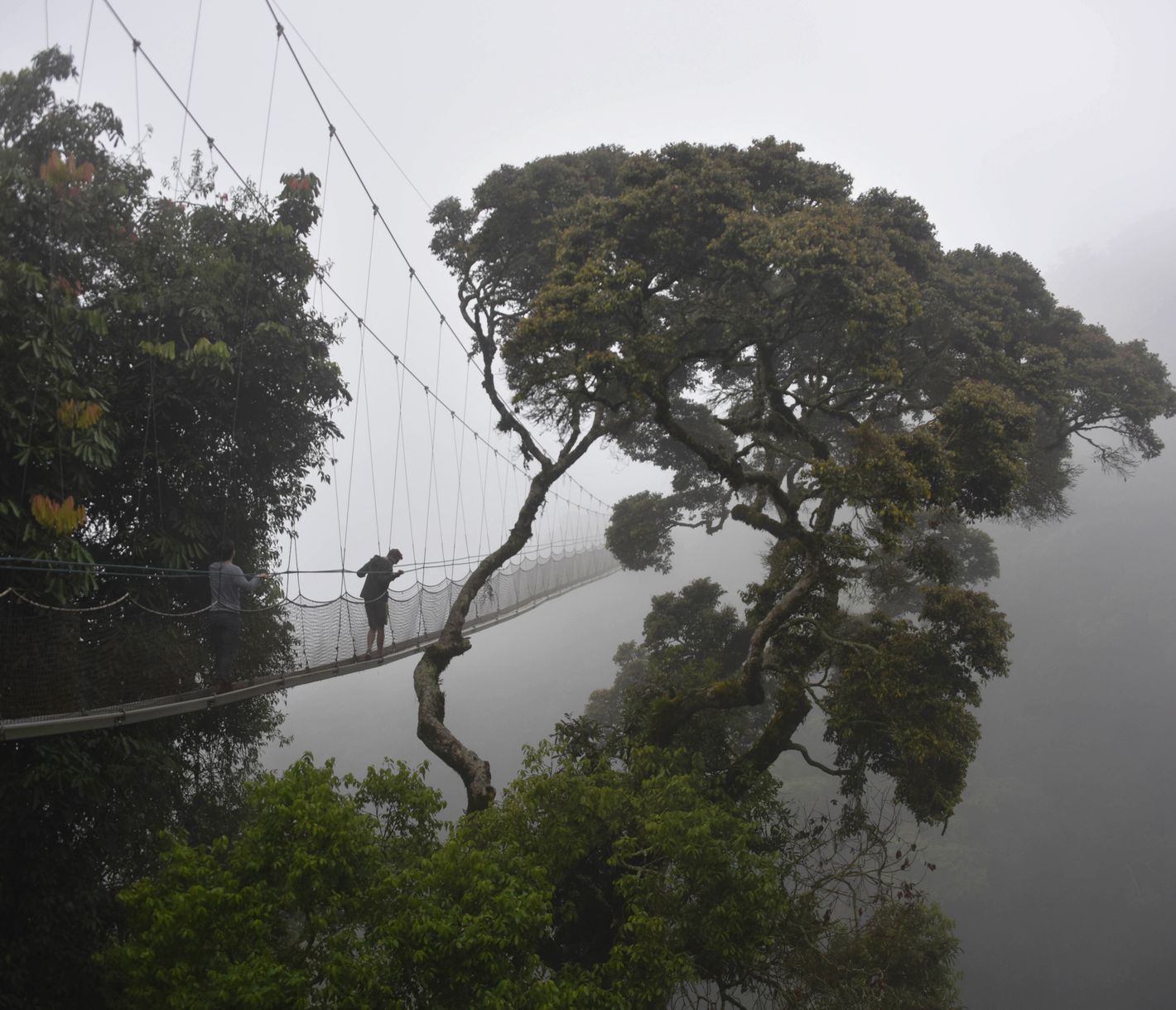 Auf Augenhöhe mit den Baumkronen im Nyungwe Forest
