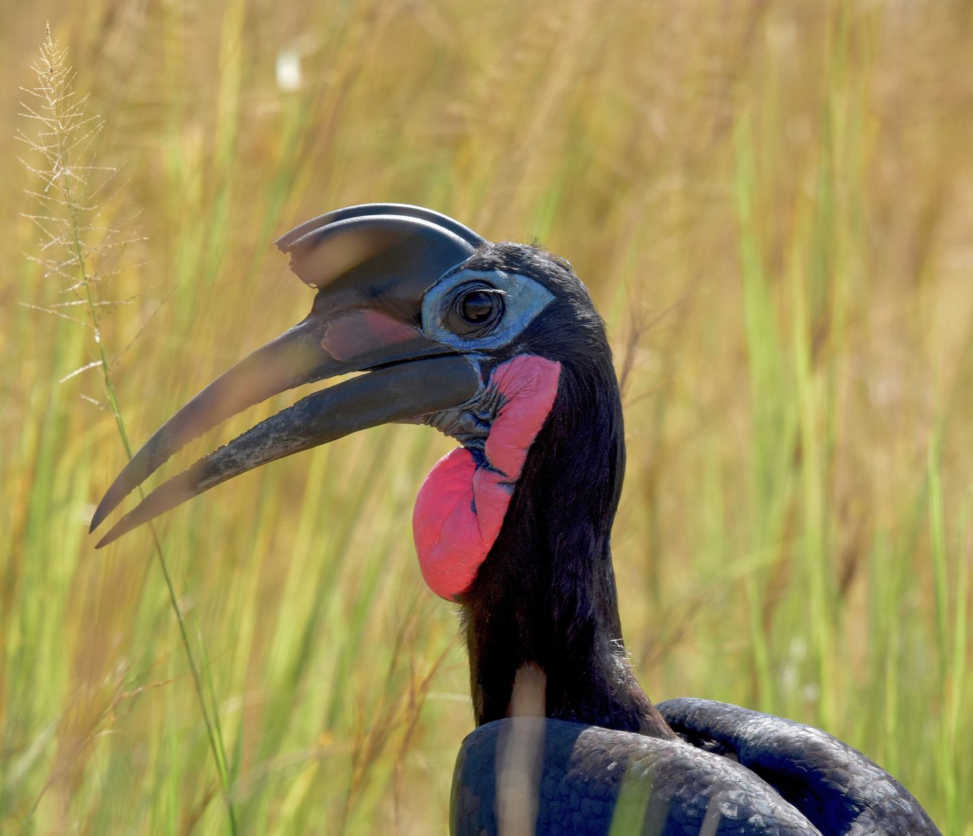 Nördlicher Hornrabe im Murchison-Falls-Nationalpark