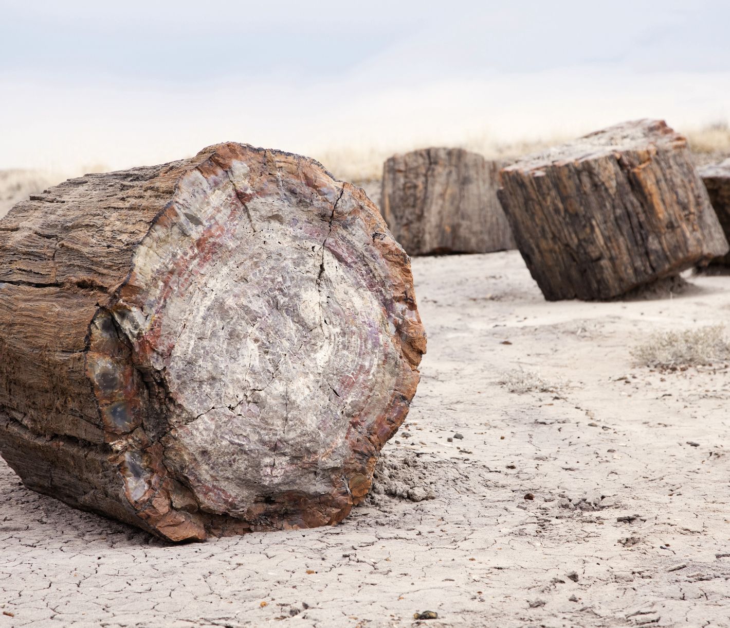 Der Petrified Forest National Park in der Nähe der Stadt Holbrook ist eine geologische Schatztruhe.