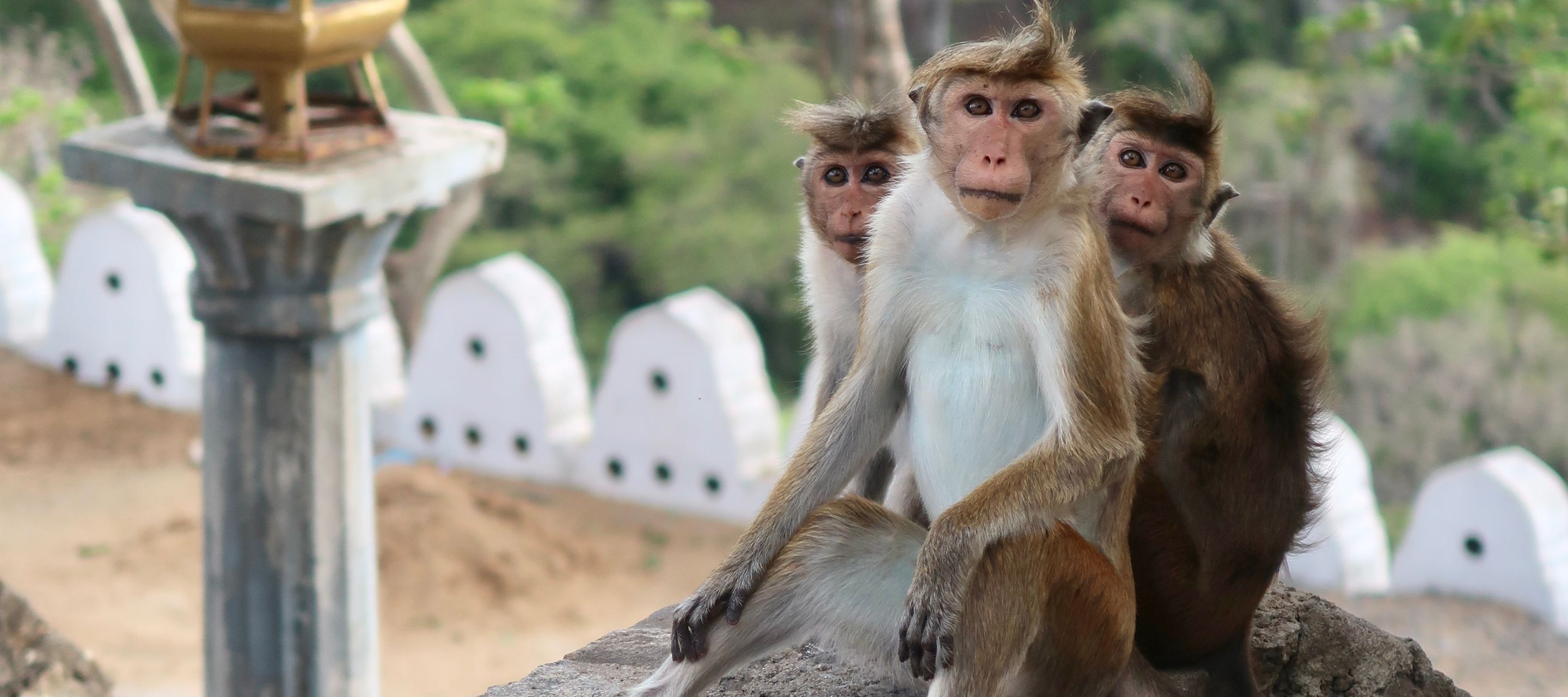 Affen beim Dambulla Tempel Sigirya
