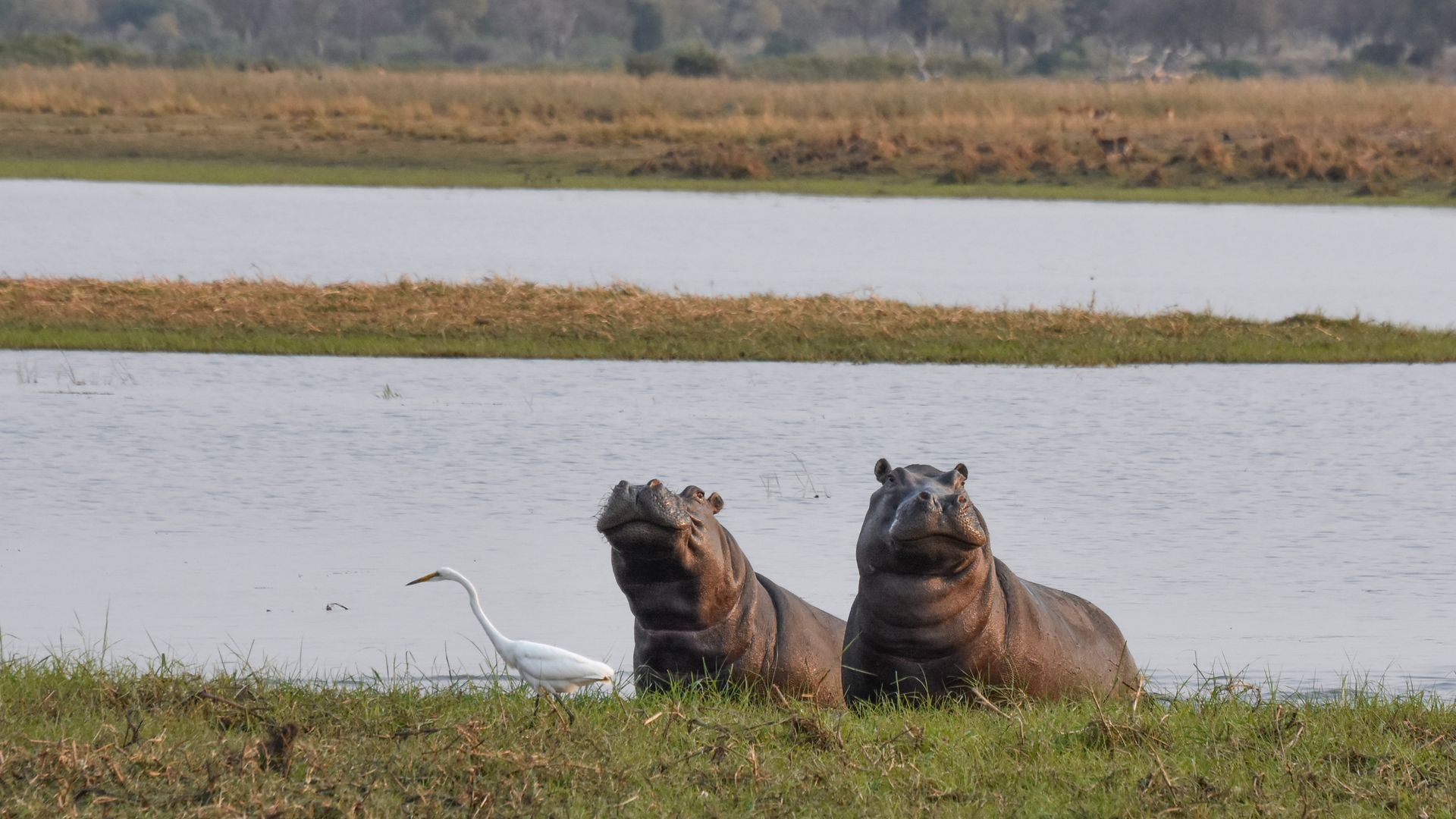 Des hippopotames curieux en train d'explorer les environs