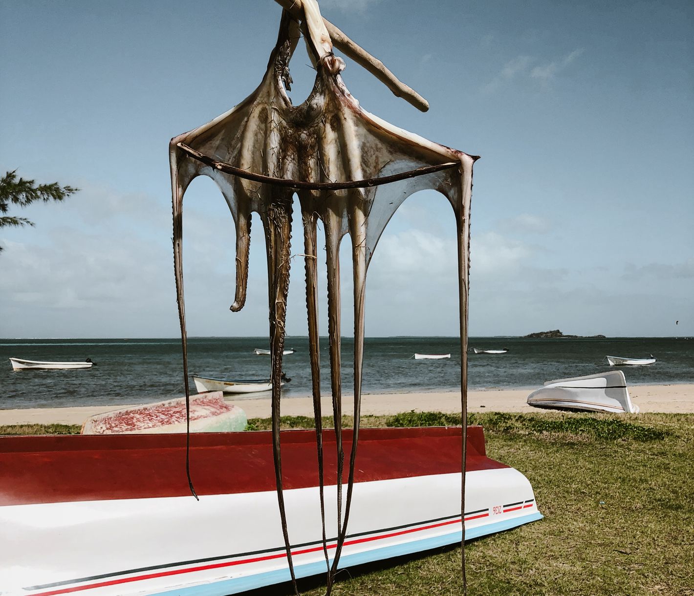 Auf der Insel Rodrigues ist ein Tintenfisch zum Trocknen an der Sonne aufgehängt.