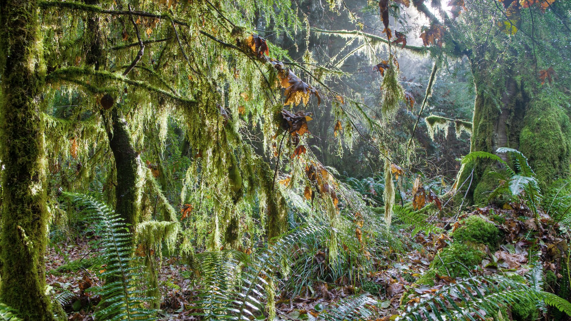 Forêt tropicale cotière au sud de Vancouver Island
