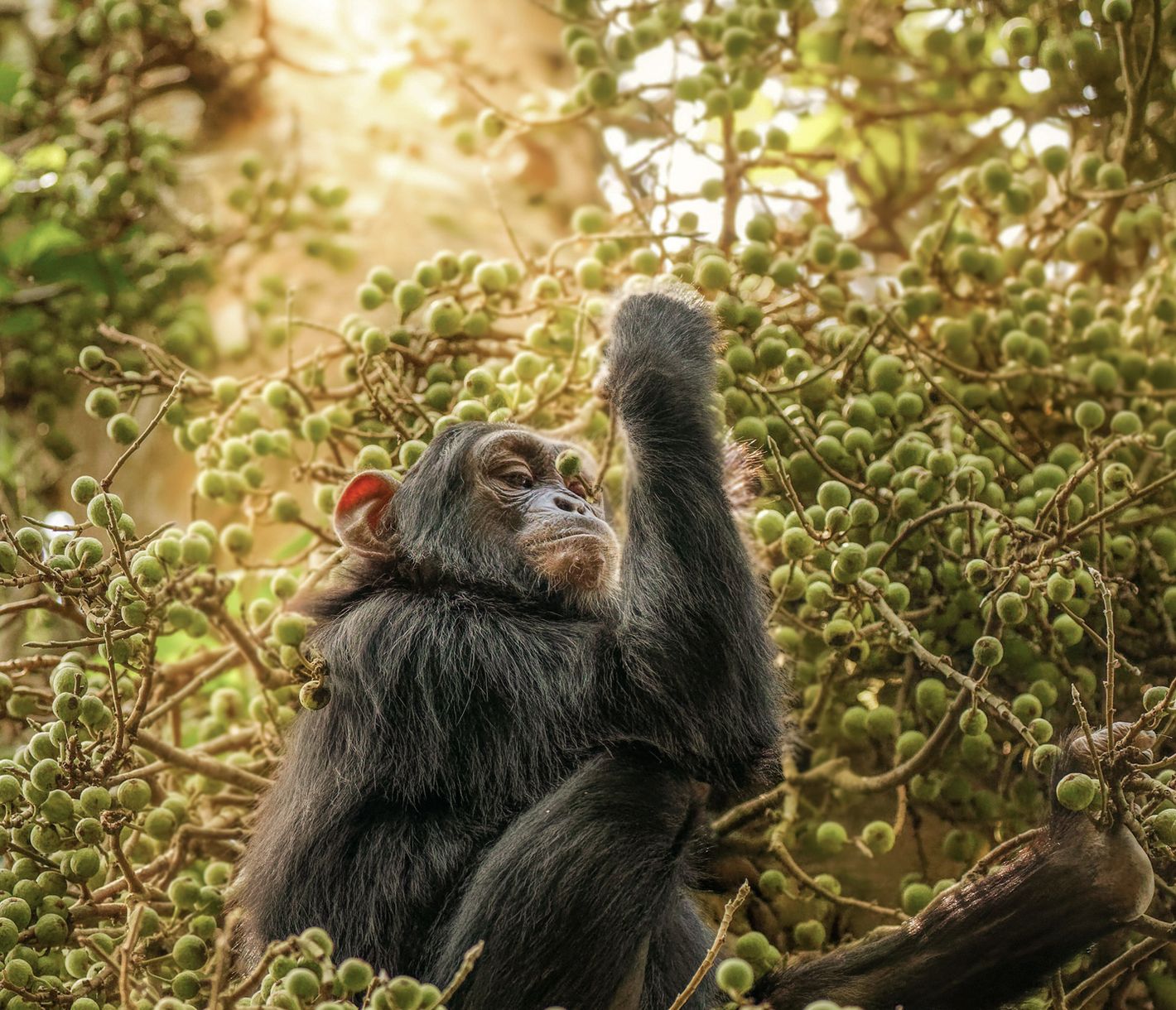 Schimpanse bei der Nahrungssuche im Kibale-Nationalpark