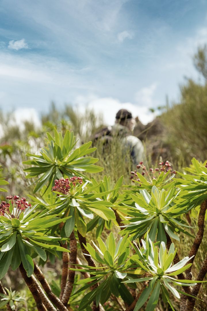 Entlang von Levadas erwandert man gemütlich das Tal der Drachenbäume.