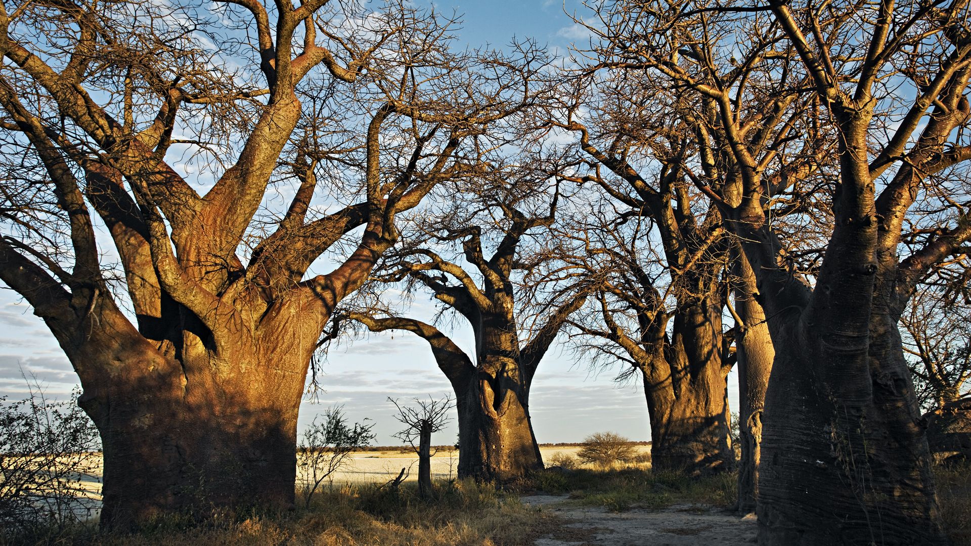 Les "sœurs dormantes" sont les baobabs les plus connus au bord du Nxai Pan