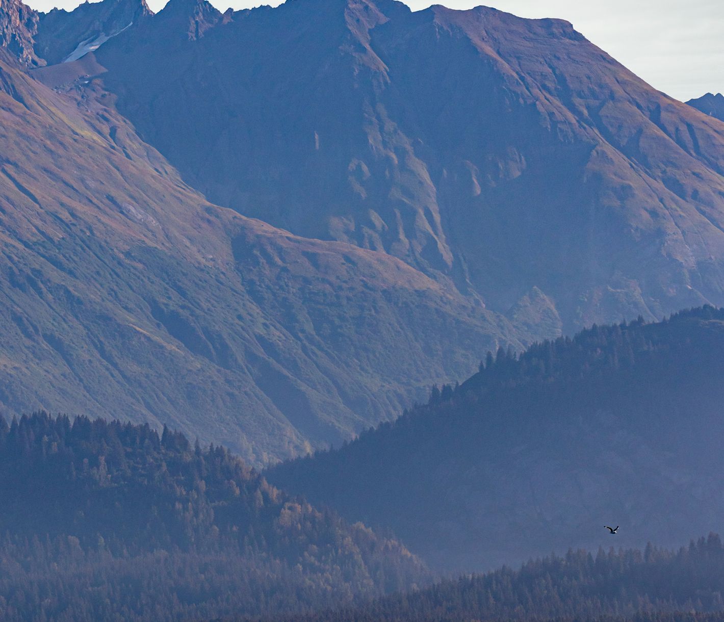 Meeresriesen im Glacier Bay National Park