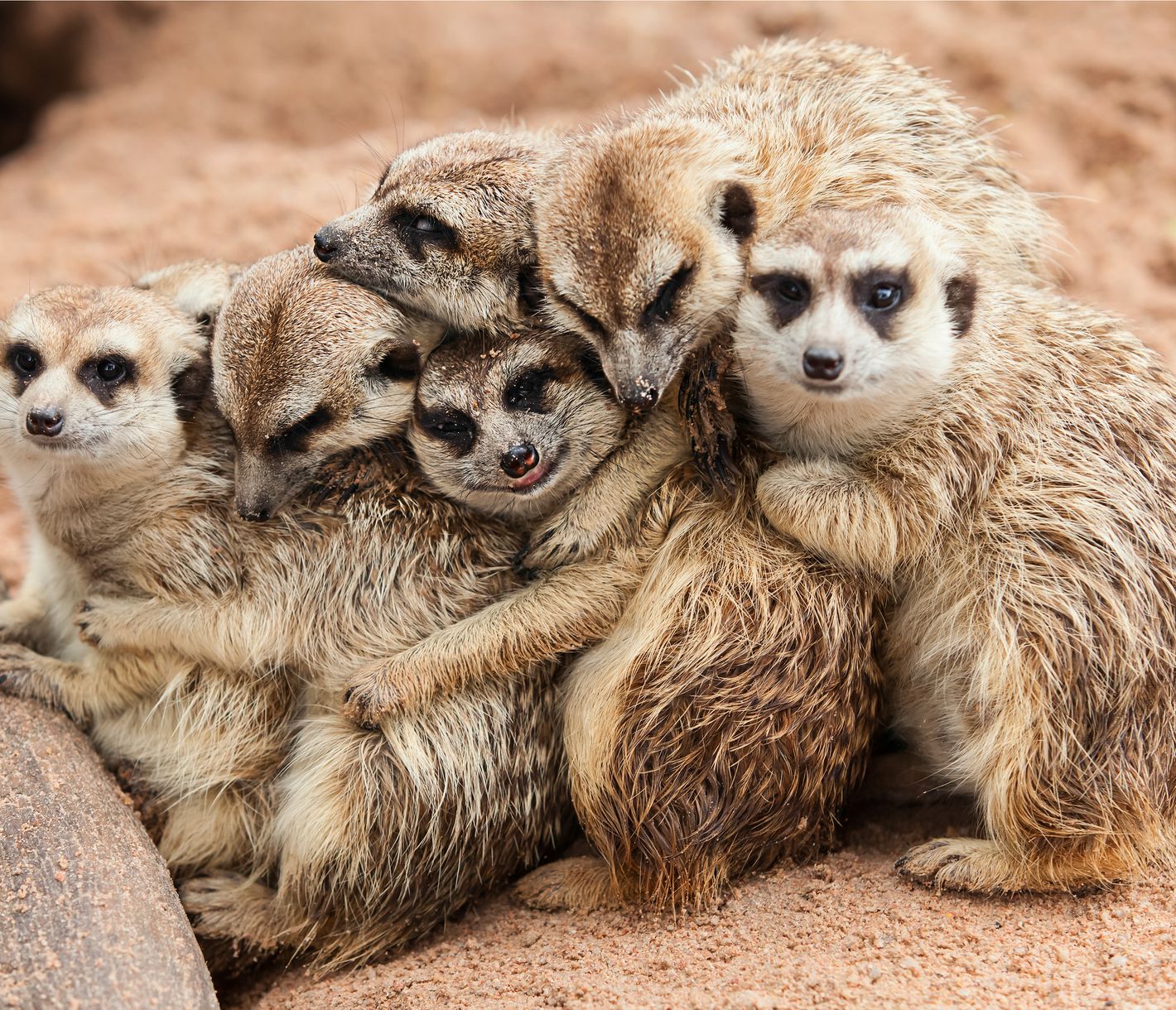 Erdmännchen beim Sonnenbaden, Oudtshoorn