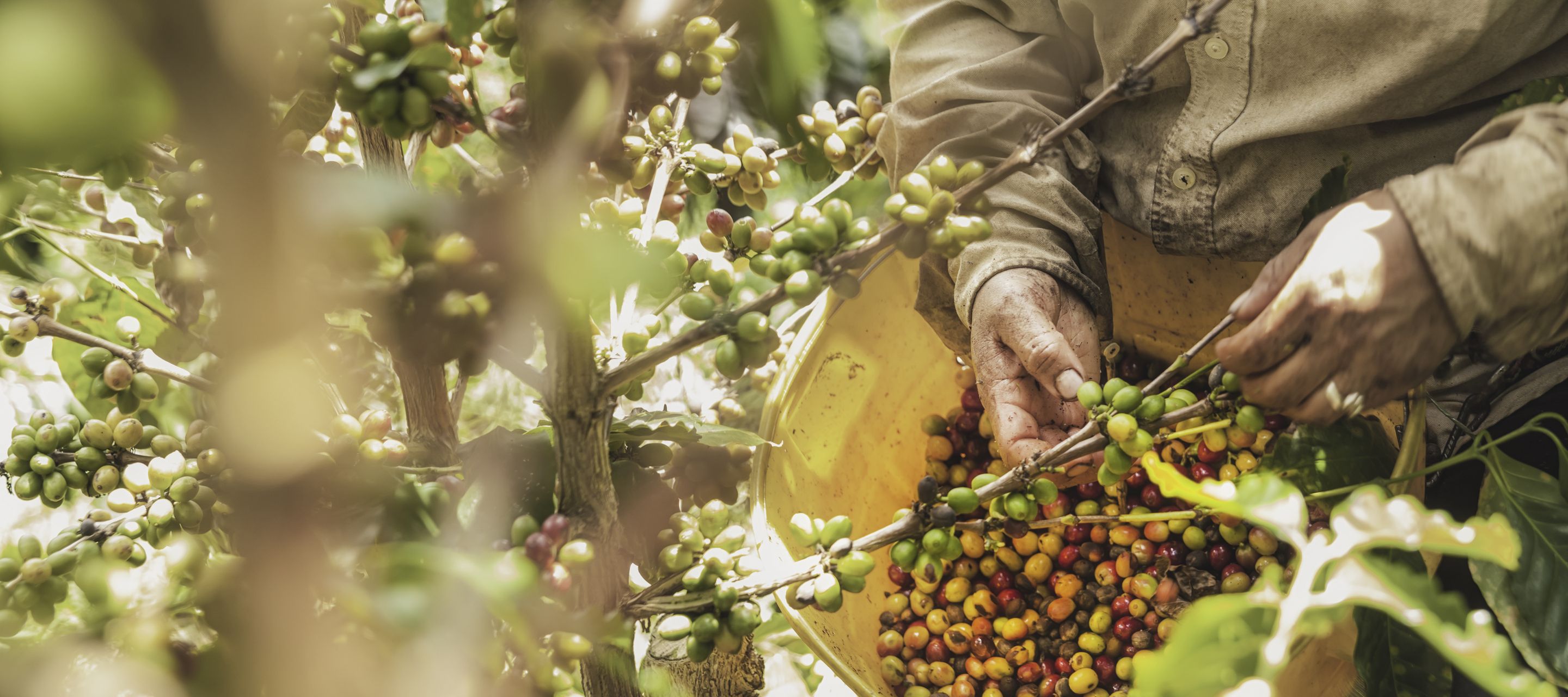 L’art subtil du café, une fierté nationale !
