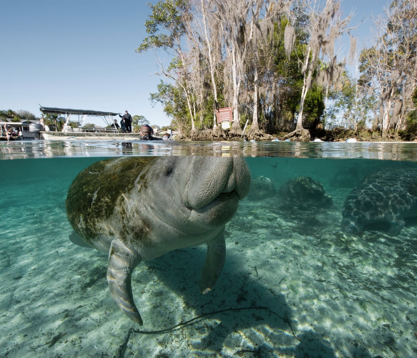 Manatee im Crystal River
