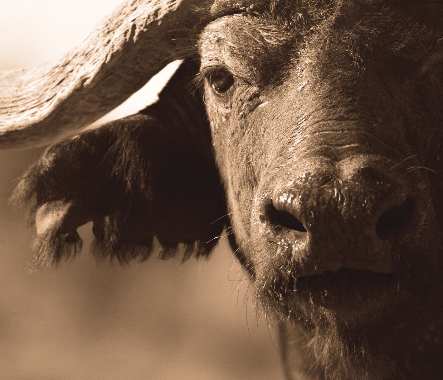 Big Five: Büffel im Kruger-Nationalpark