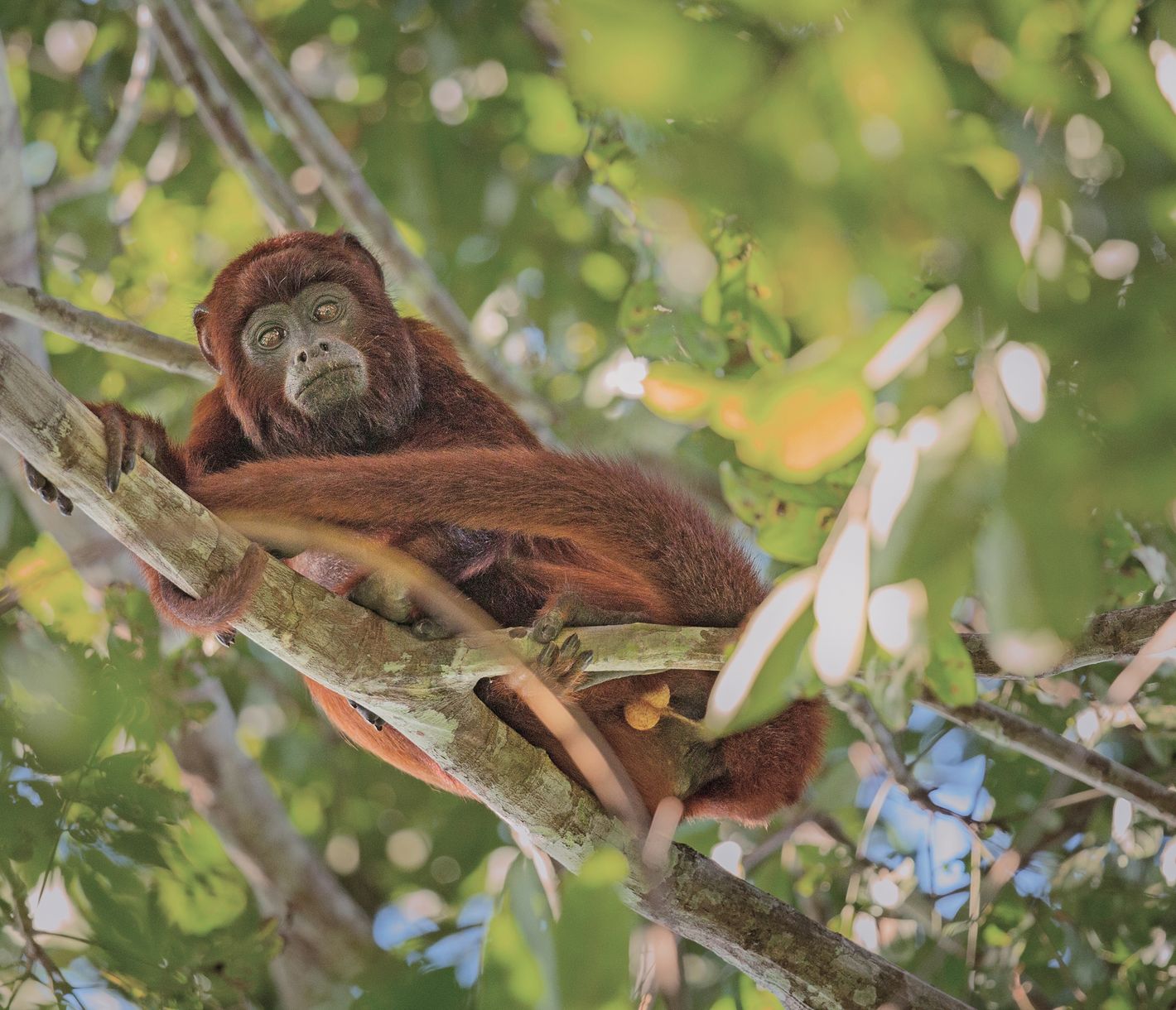 Ouvrez l’oeil : la jungle est le refuge de turbulents locataires