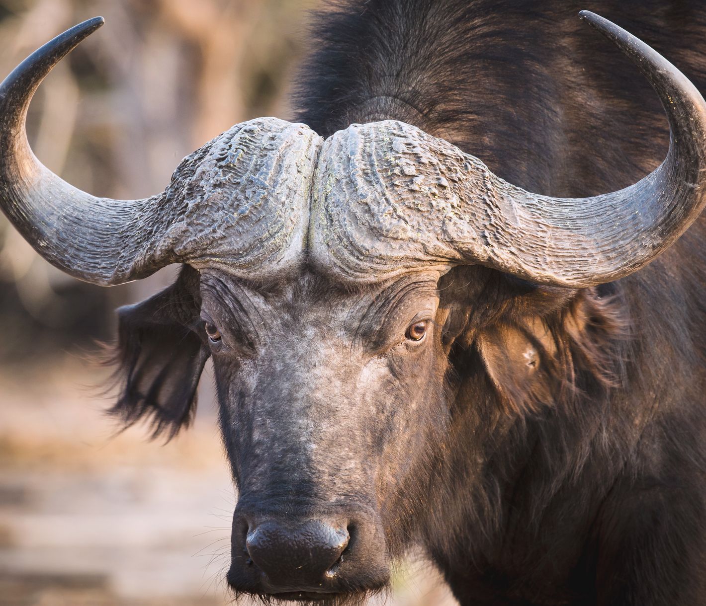 Le buffle d’Afrique fait partie du «Big 5»