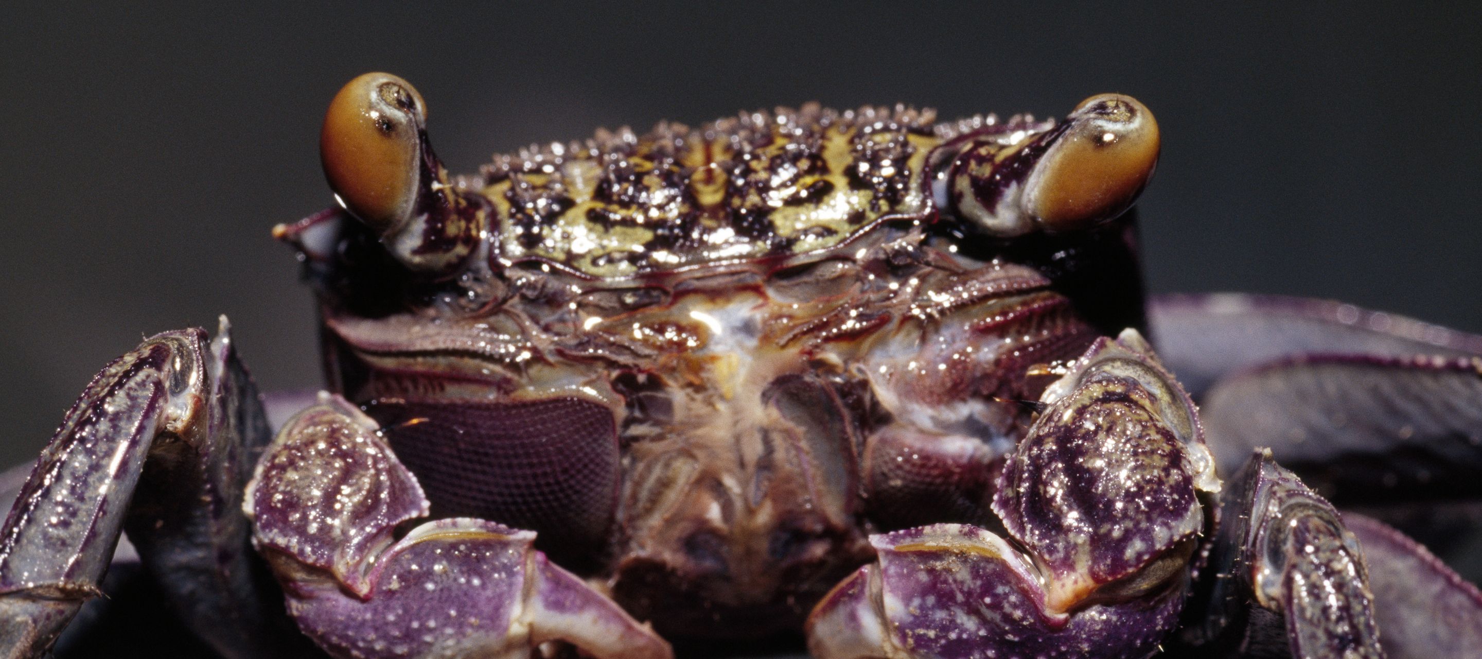 Diese Krabbe ist eine farbenprächtige Bewohnerin der Mangrovensümpfe.