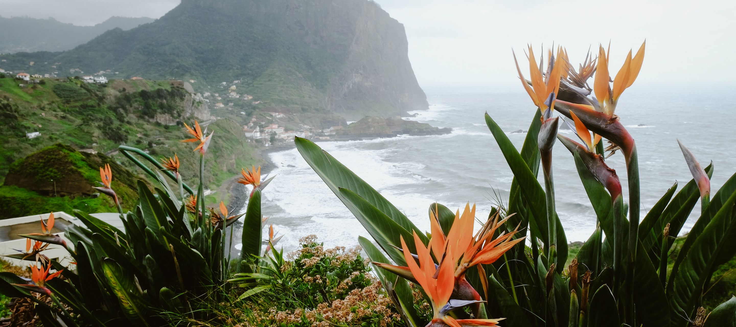 Die Paradiesvogelblumen von Madeira