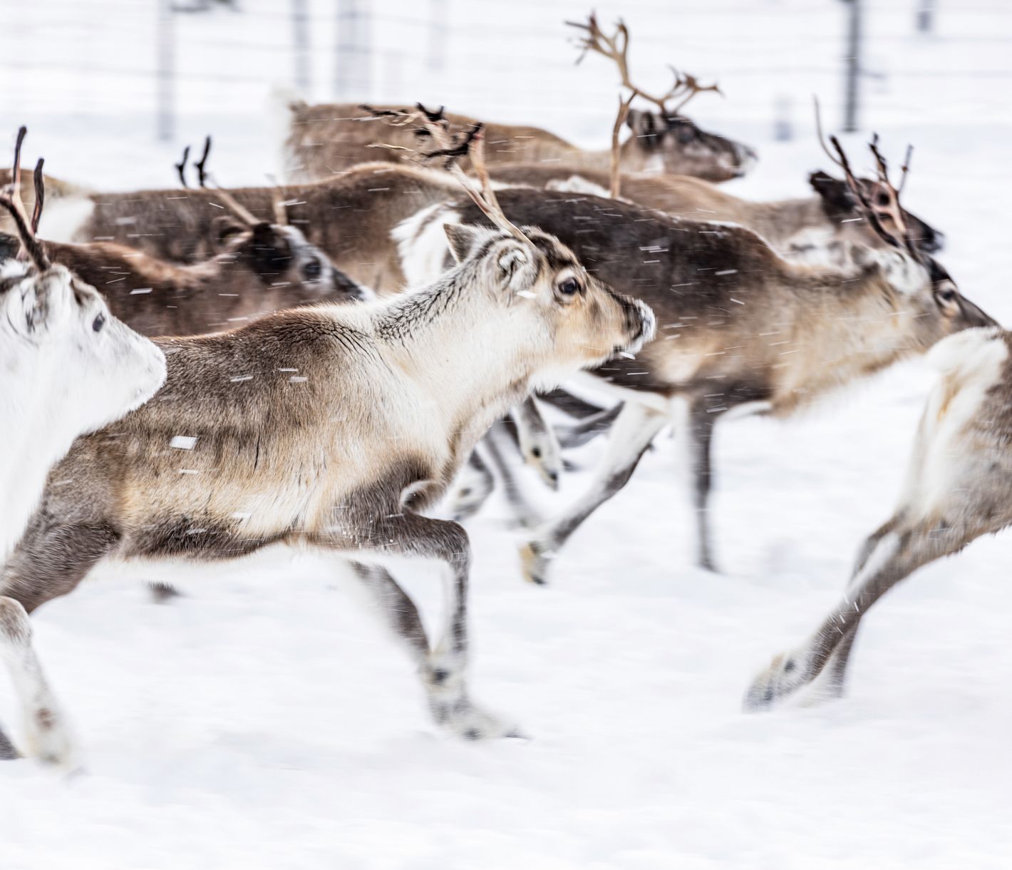 Les rennes constituent le bétail le plus important de Laponie
