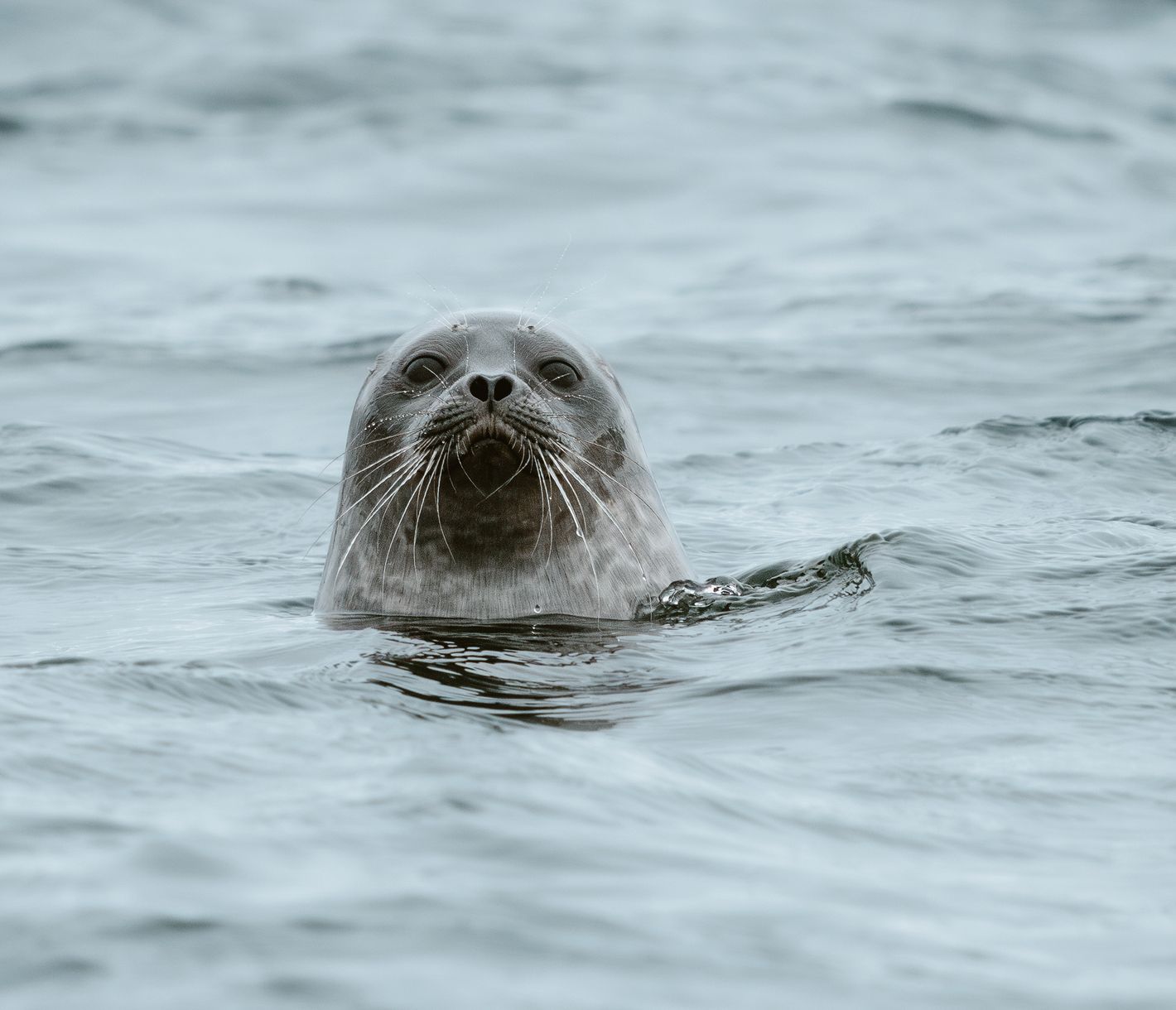 Seehund in freier Natur