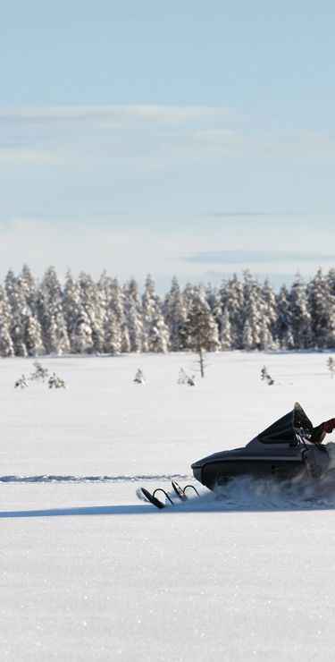 Rentiere im Schnee an einem kalten Wintertag