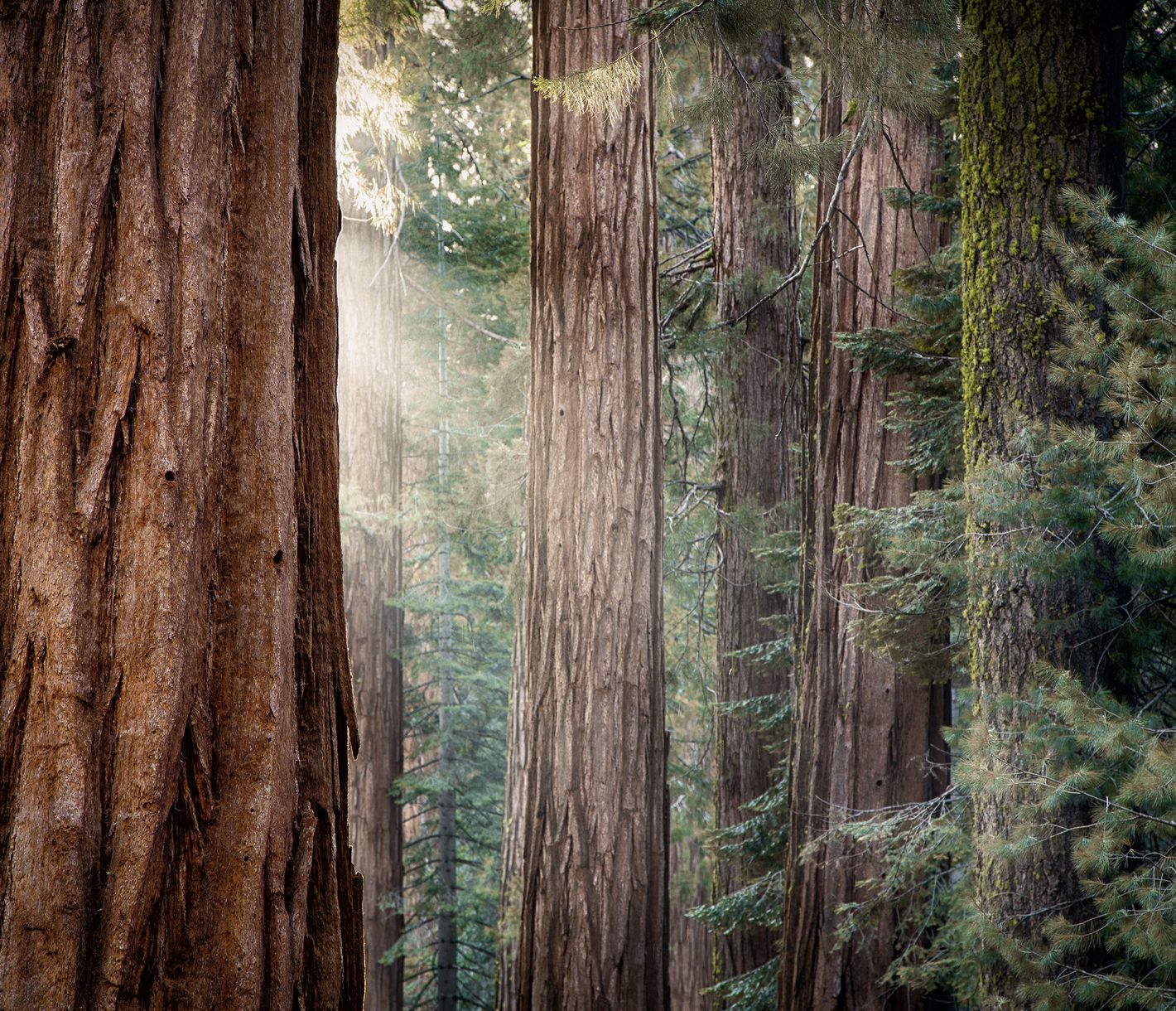 Die Mariposa Grove mit den gigantischen Mammutbäumen befindet sich in der Nähe des Südeingangs im Yosemite National Park.