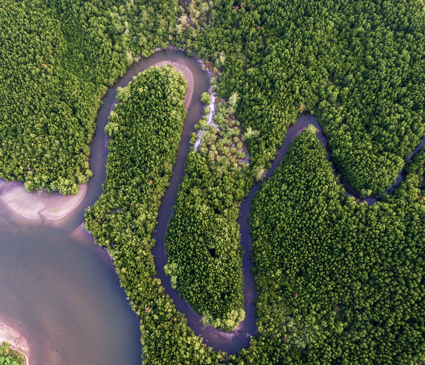 Rückzugsort Mangrovenwald