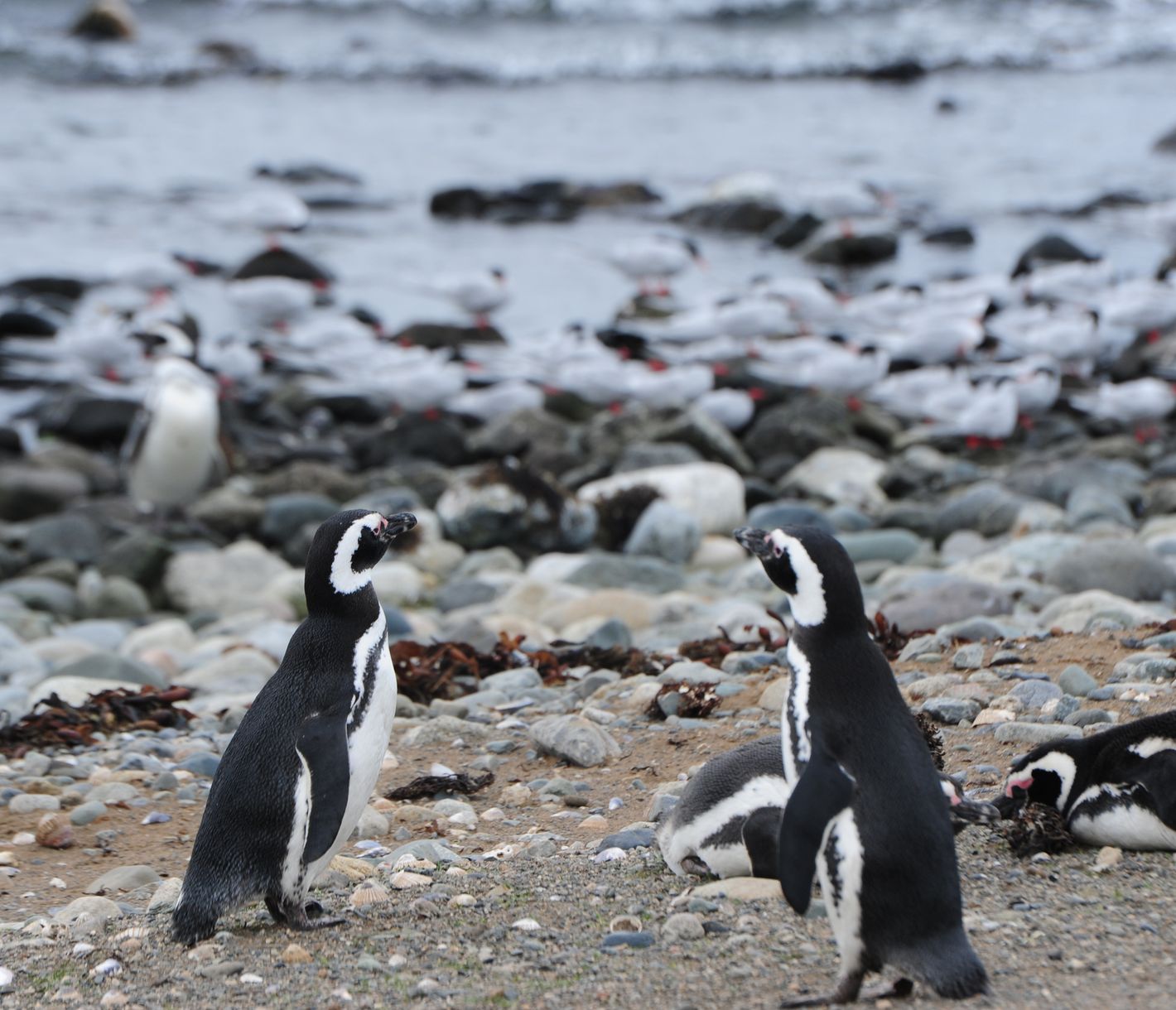 Auf der Insel Conejos nahe Chiloé leben bis zu 500 Magellan-Pinguine.