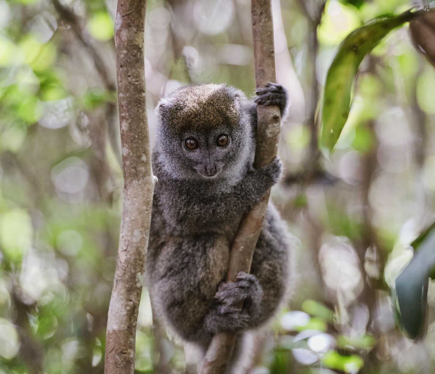 Ein putziger Östlicher Bambuslemur im Ranomafana-Nationalpark
