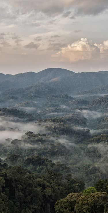 Nebelschwaden durchziehen den Nyungwe Forest.