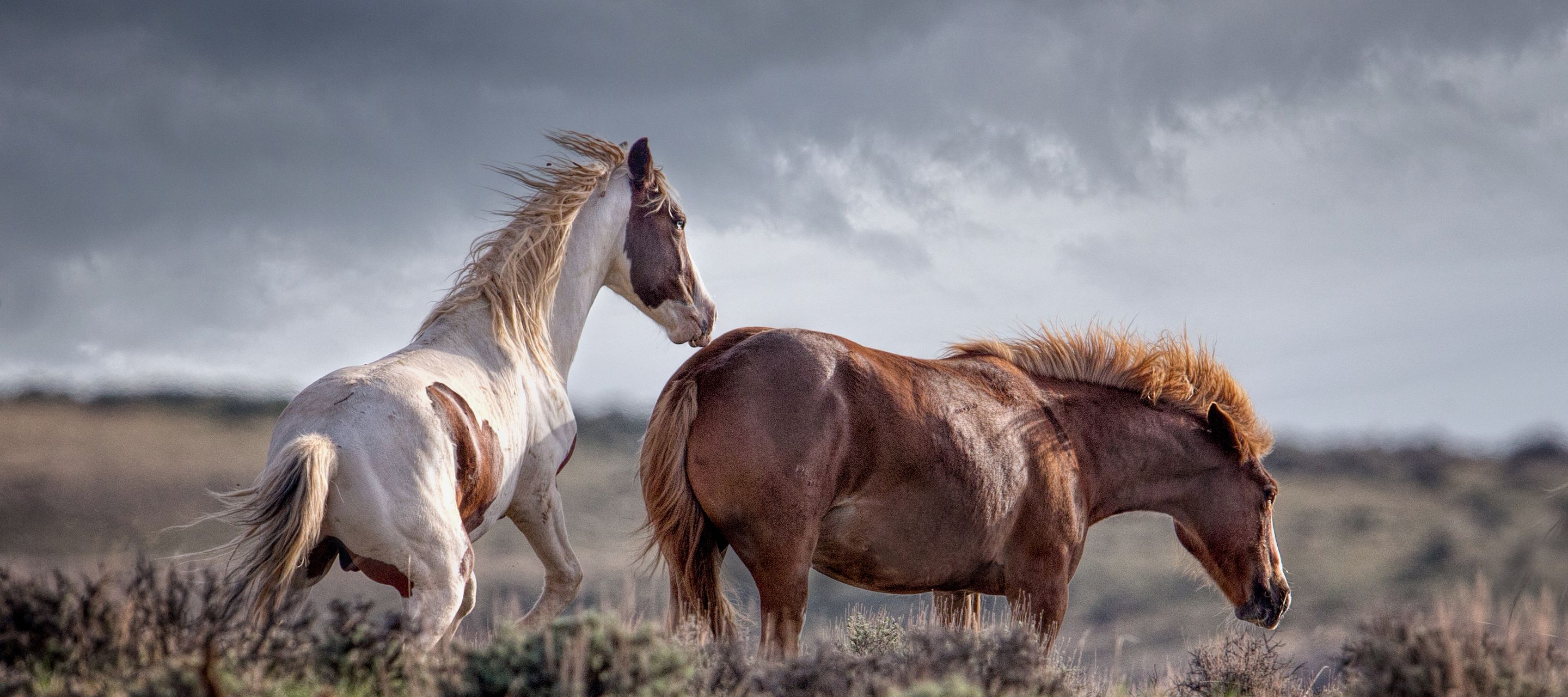 Ausserhalb von Cody leben wilde Mustangs, zu denen geführte Touren angeboten werden.