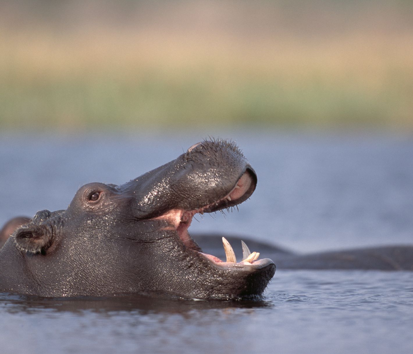 Un hippopotame joyeux dans la rivière Khwai, face à l'appareil photo